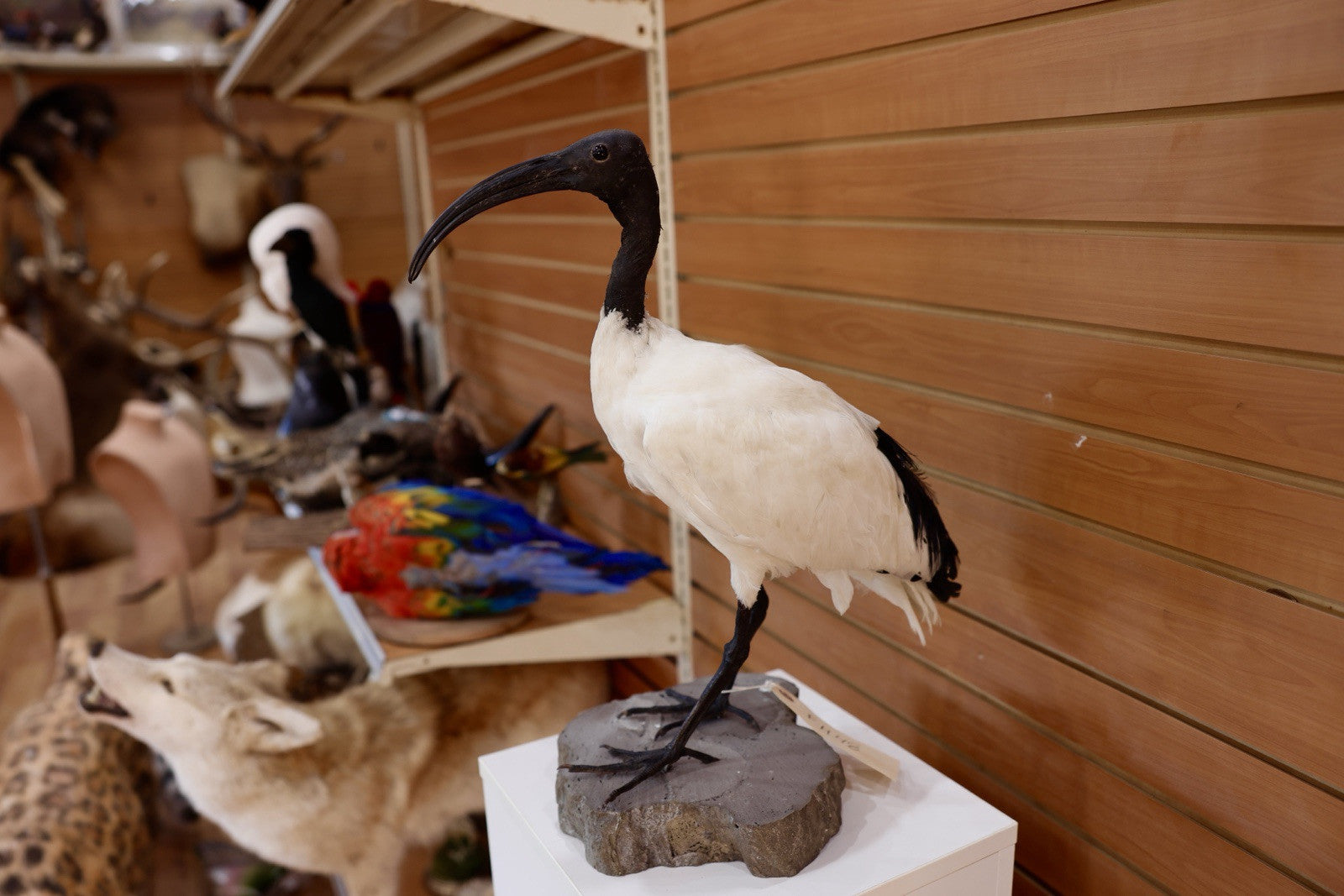 FH106-Museum Quality African Sacred Ibis Taxidermy Mount
