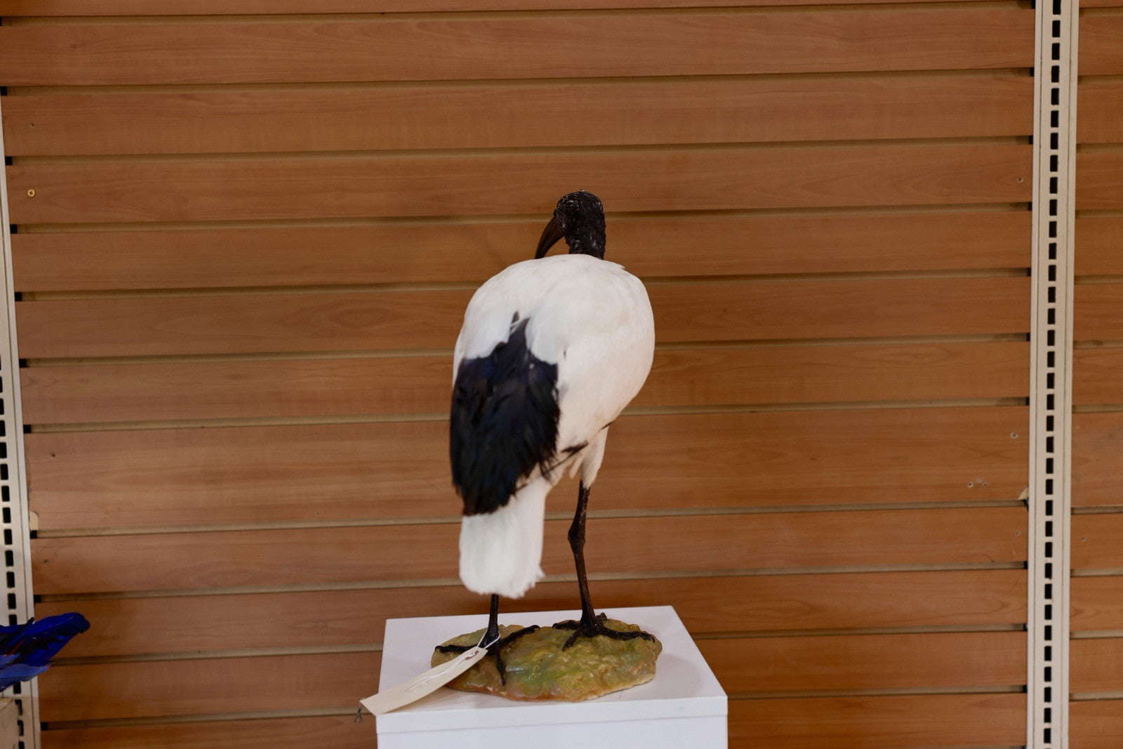 FH106-Museum Quality African Sacred Ibis Taxidermy Mount