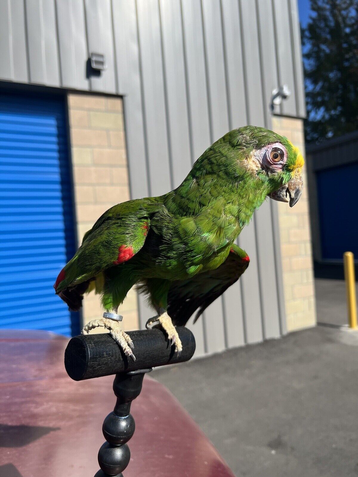 yellow crowned amazon Parrot Taxidermy Mount