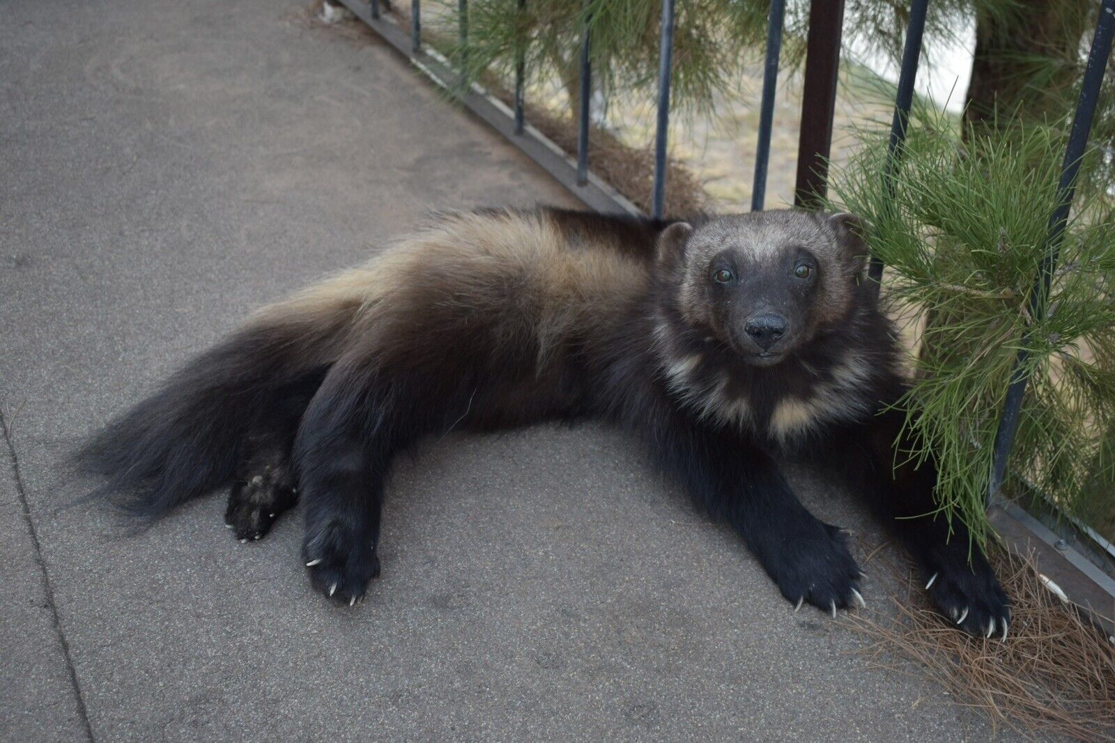 FHSD53-Beautiful Real Alaskan Wolverine Prime Fur Taxidermy Soft Mount Posable