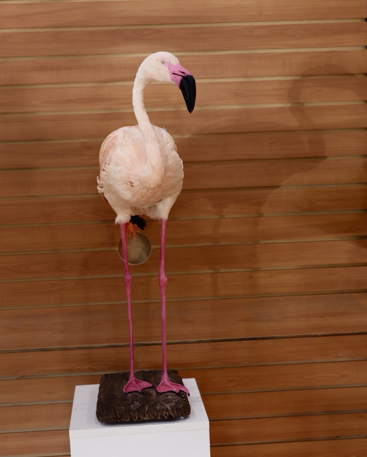 FH112-Flaming Museum quality Chilean flamingo Taxidermy mount