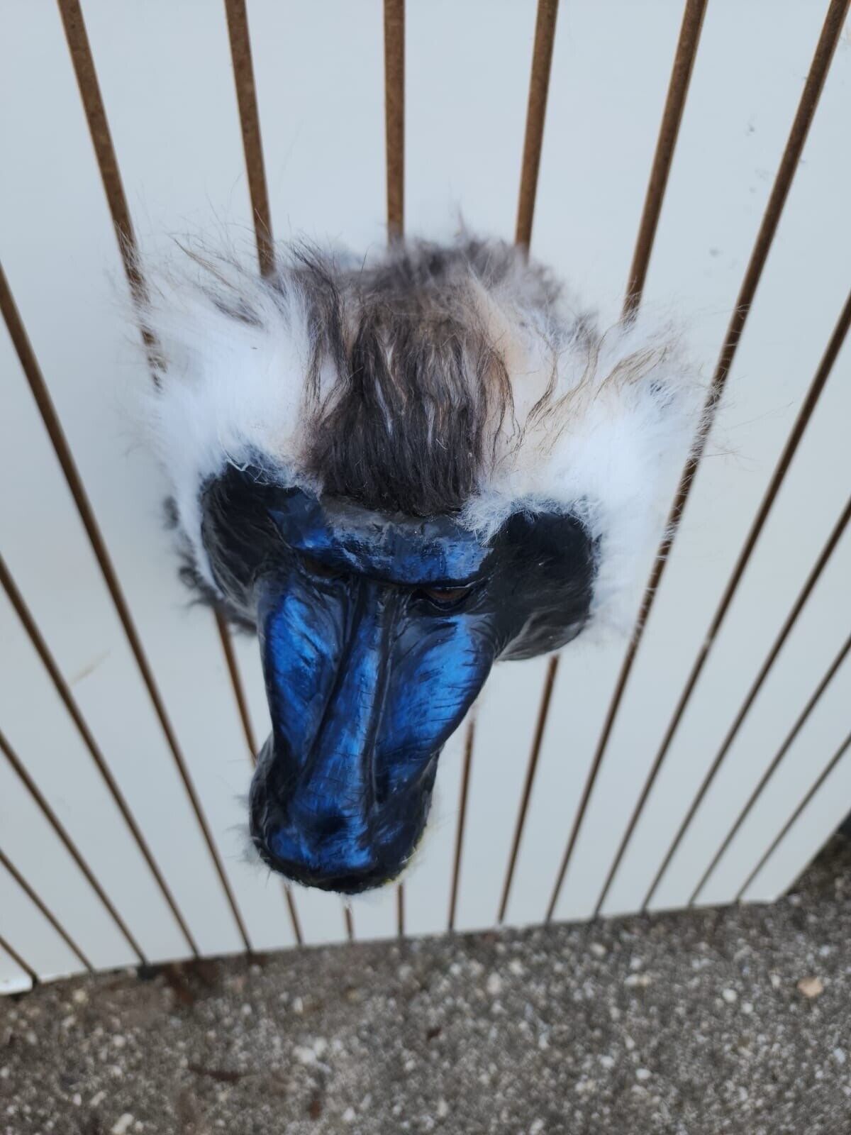 FH149-Reproduction Drill Baboon Shoulder Mount Taxidermy- FH38