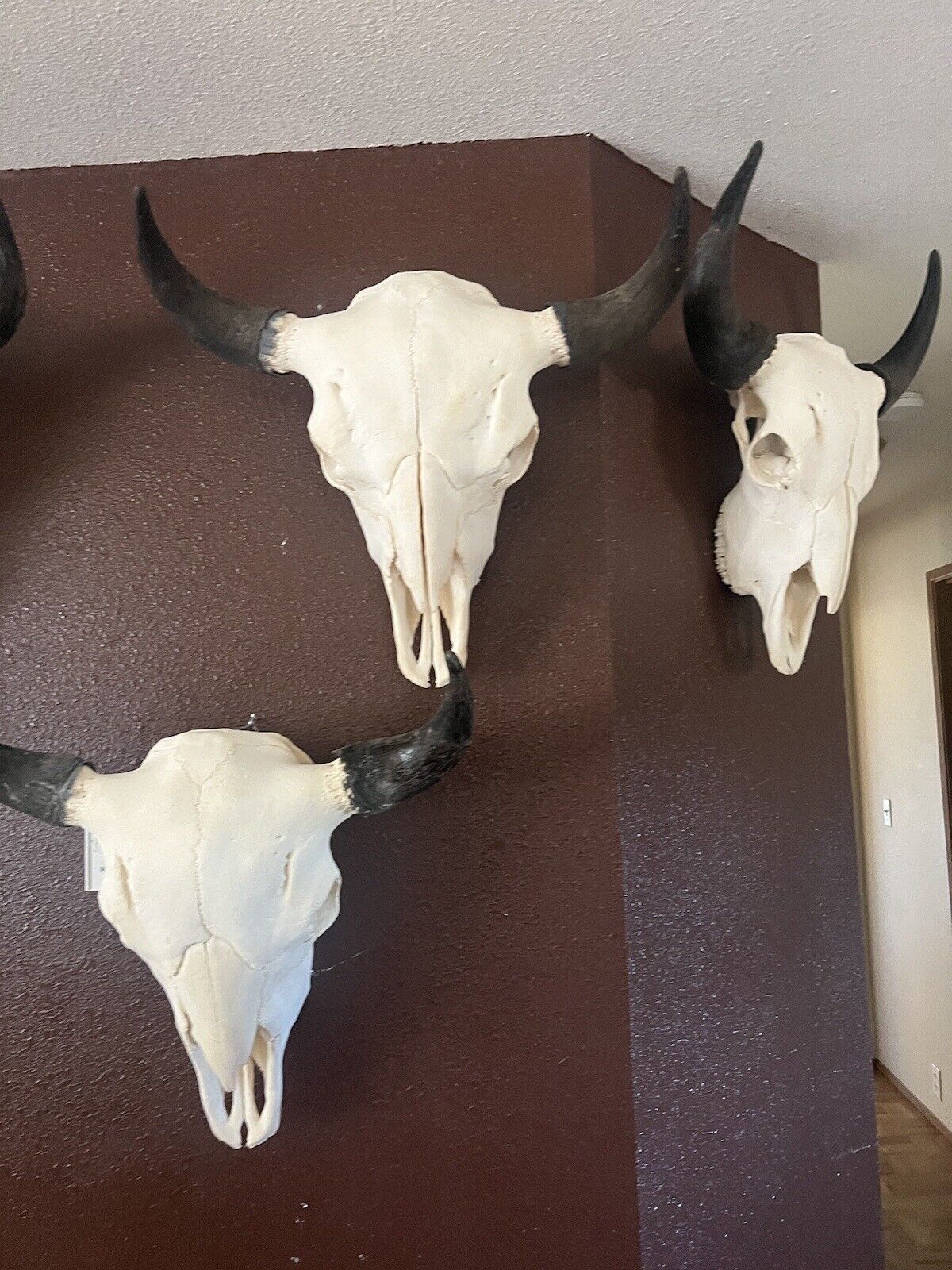 TAXIDERMY Large Bison Buffalo Skulls Real Horns Taxidermy Mount