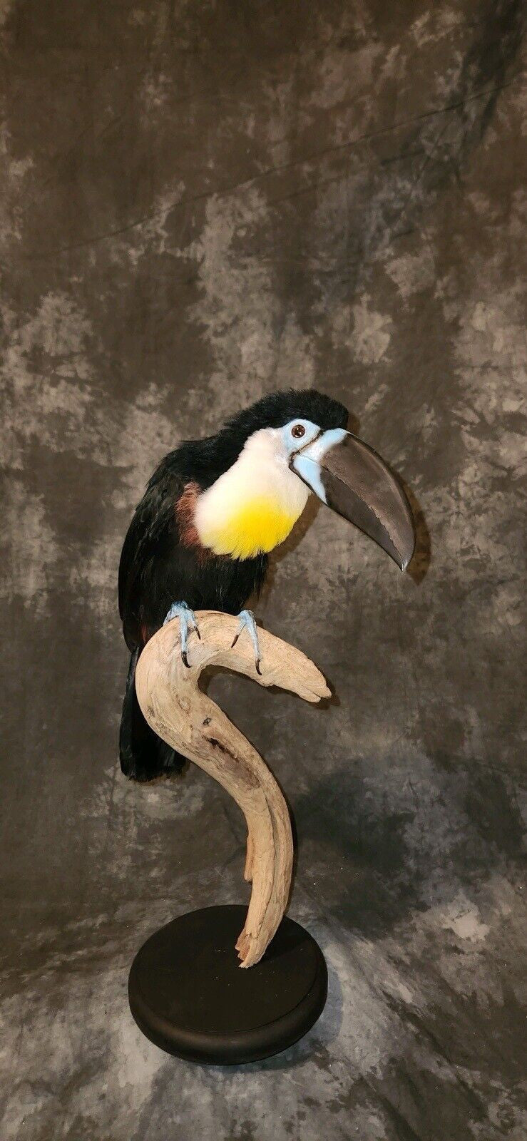 FHBIRD16-channel-billed toucan (Ramphastos vitellinus) Taxidermy Mount