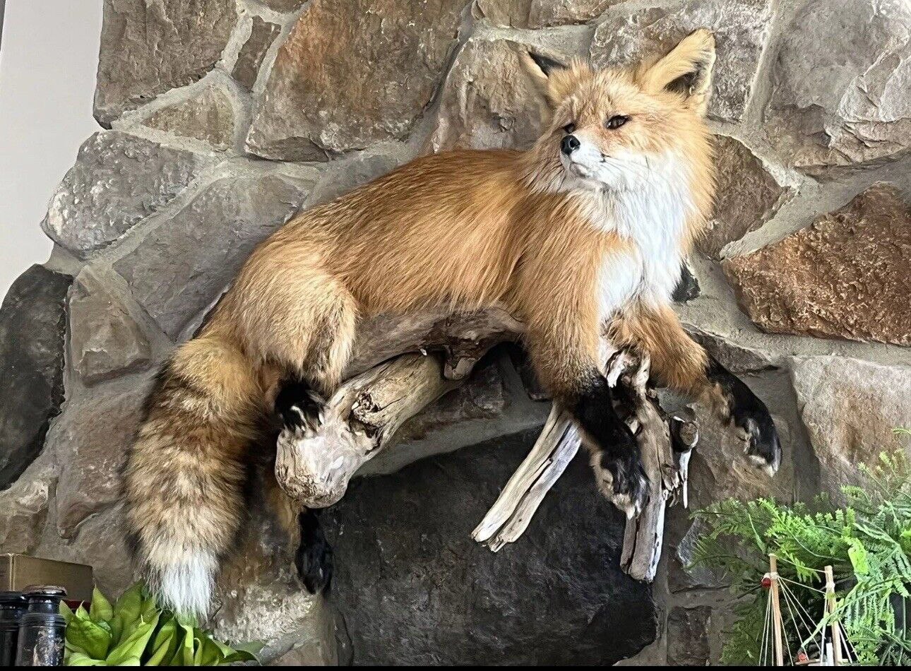 Red Fox Taxidermy Full Body Mount Cabin Camp Man Cave Home Office Den Decor NEW!
