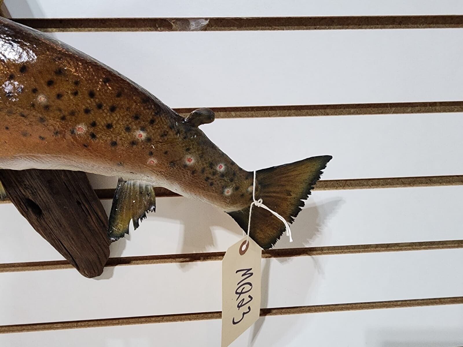 Beautiful Real Skin 20” Trout Taxidermy Wall Mount Art Wildlife