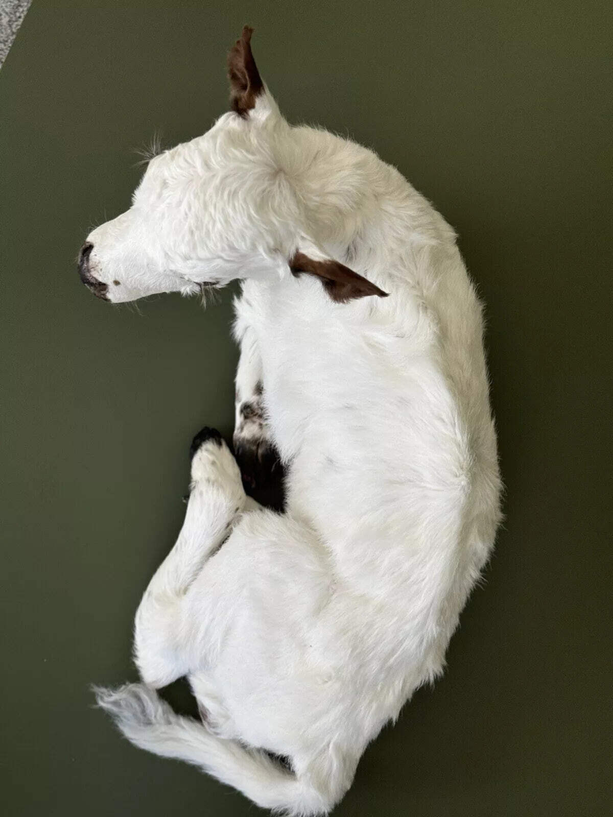 FHCOW1 - Baby British White Beef Calf Full Body Taxidermy Mount