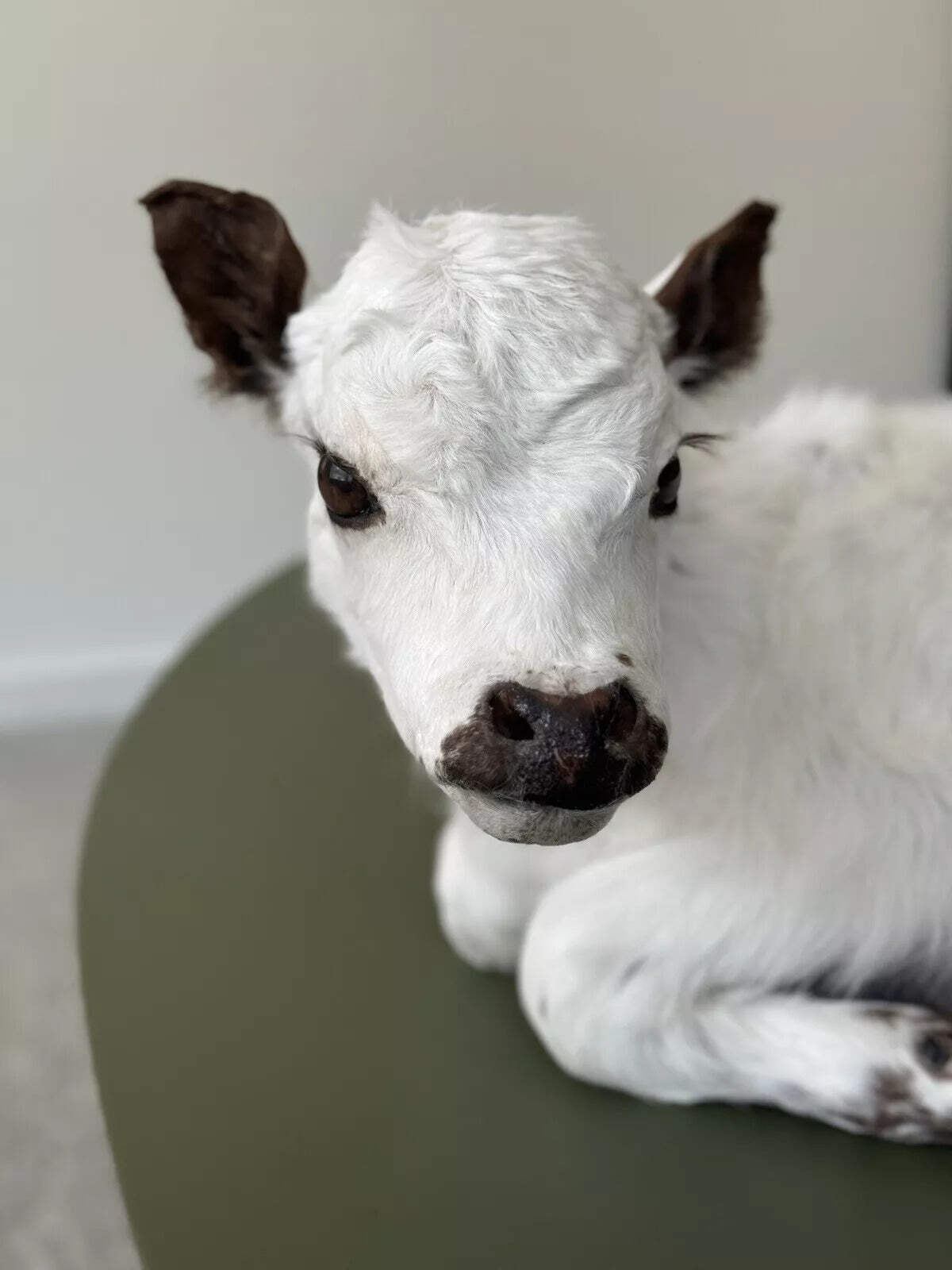 FHCOW1 - Baby British White Beef Calf Full Body Taxidermy Mount