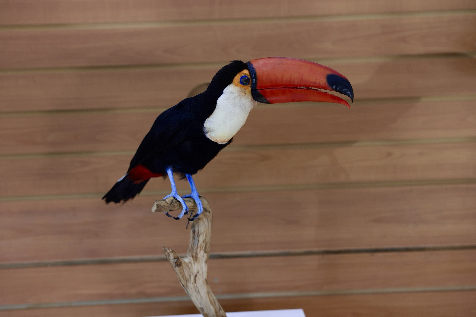 Museum Quality Toco Toucan Taxidermy Mount Toco23