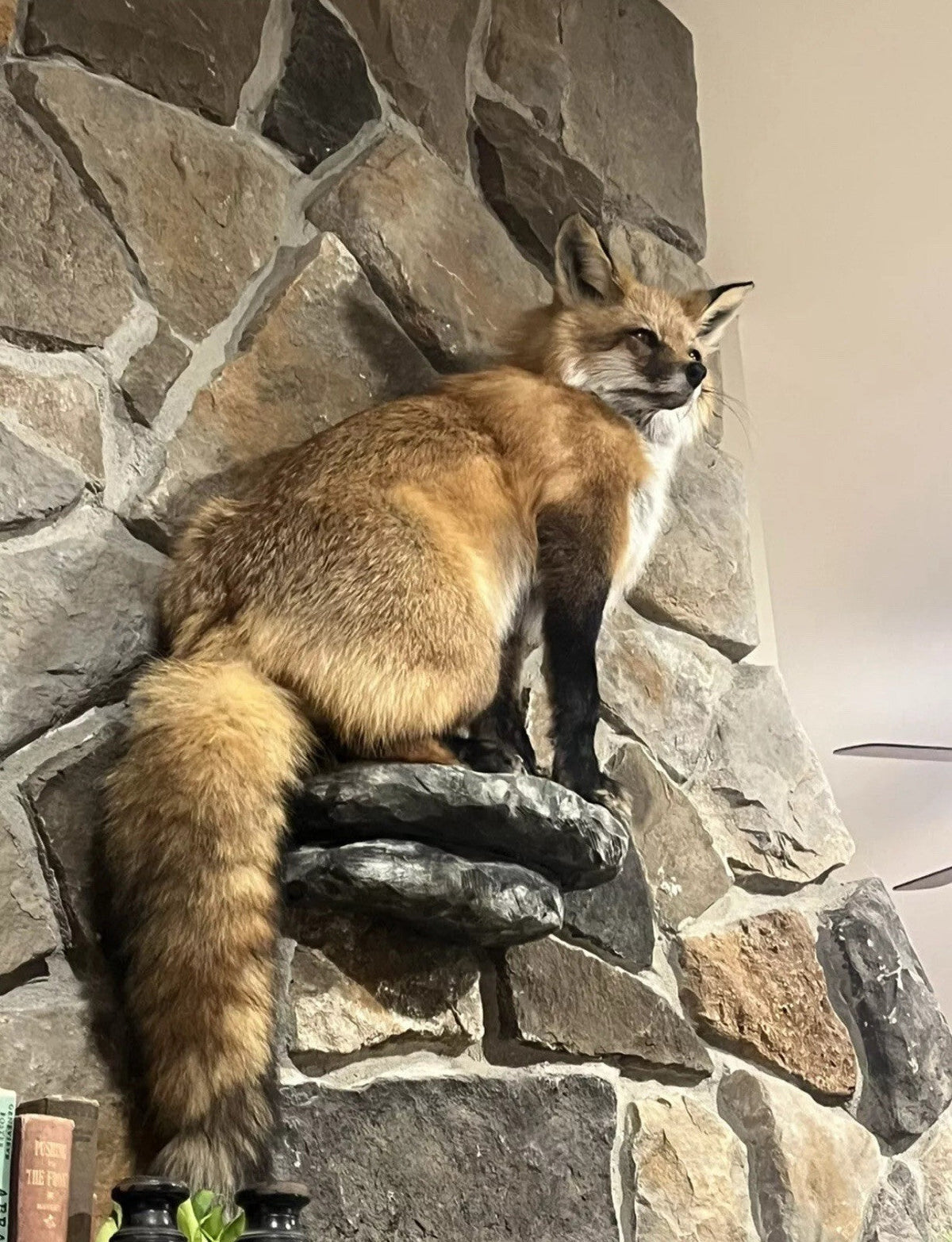 FHWASIM1 - Red Fox Taxidermy Full Body Mount Cabin Camp Man Cave Home Decor NEW!