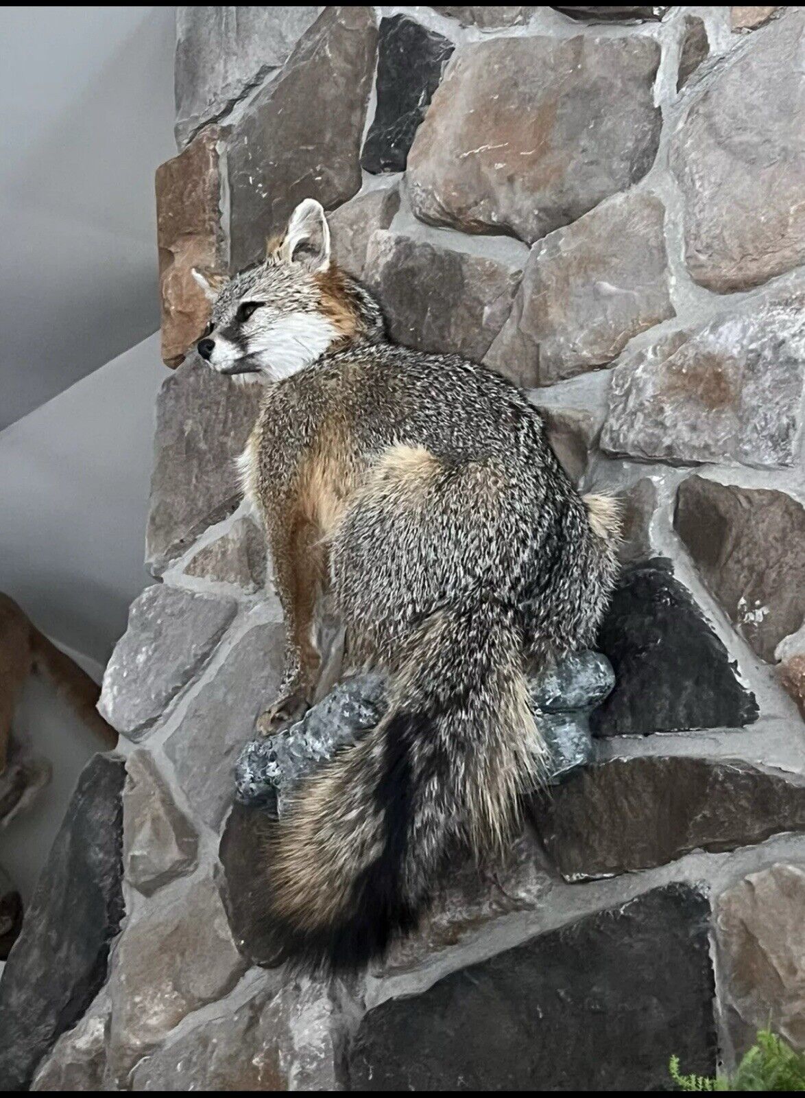 Grey Fox Taxidermy Full Body Mount Cabin Camp Man Cave Home Office Den Decor NEW