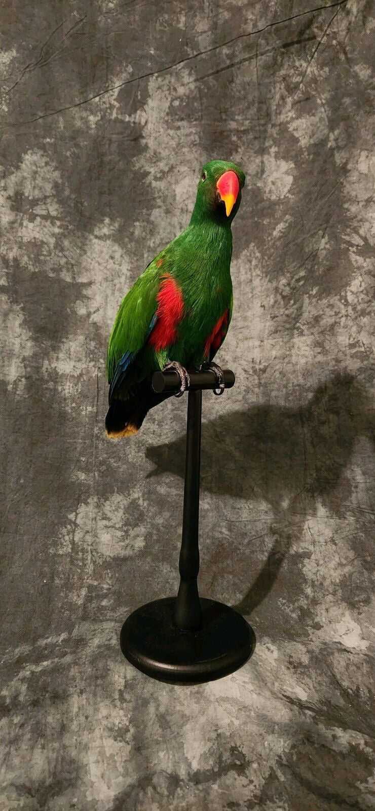 Museum Quality Real Eclectus Male Parrot Taxidermy Mount Beautiful Colors