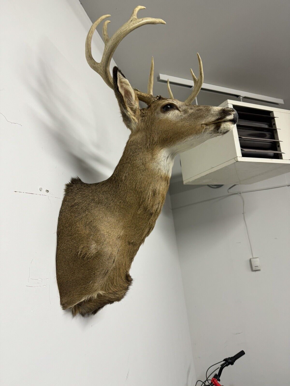 Whitetail Deer Real Antler Deer Taxidermy Mount