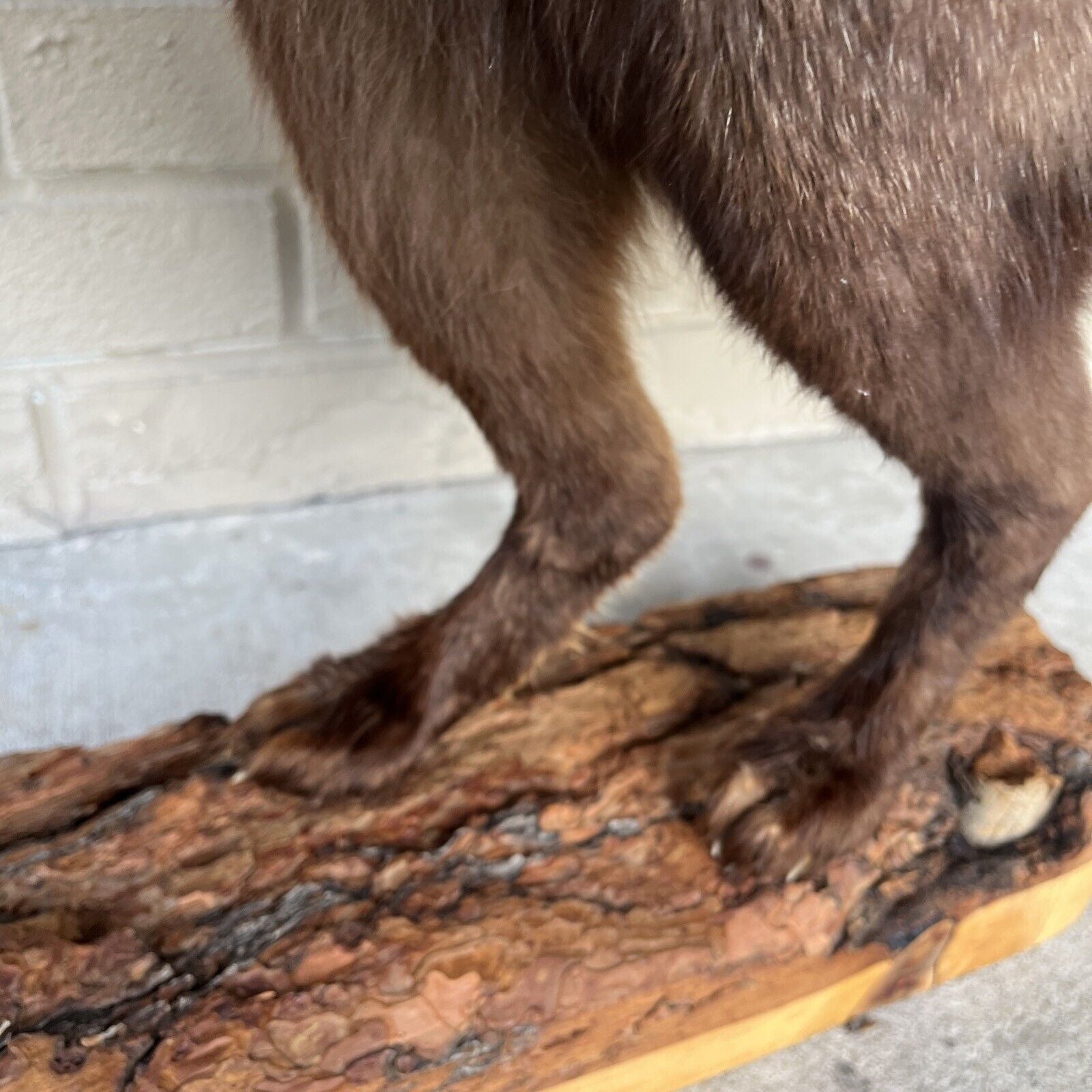 FH183-Taxidermy Red Fox (Full Body) On Pine Log