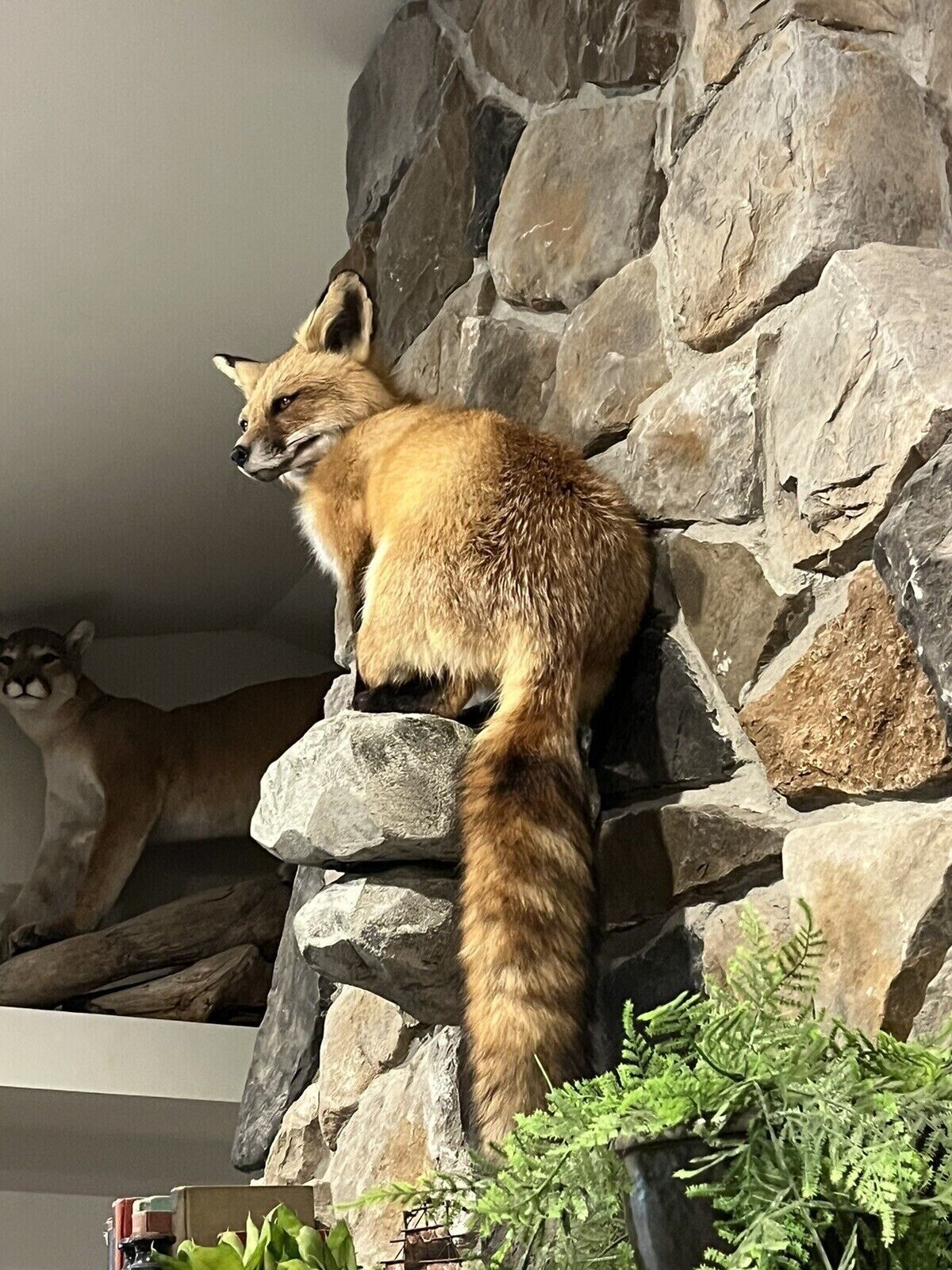 Red Fox Taxidermy Full Body Mount Cabin Camp Man Cave Home Office Den Decor NEW!