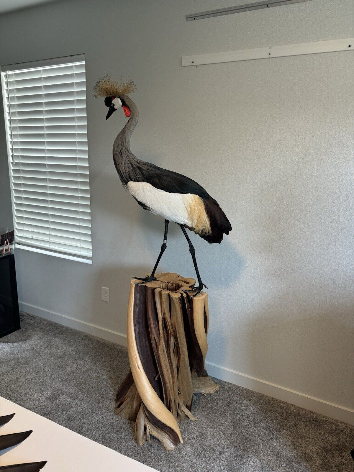 FH159-Museum Quality GREY-CROWNED CRANE TAXIDERMY BIRD MOUNT Beautiful Feathers