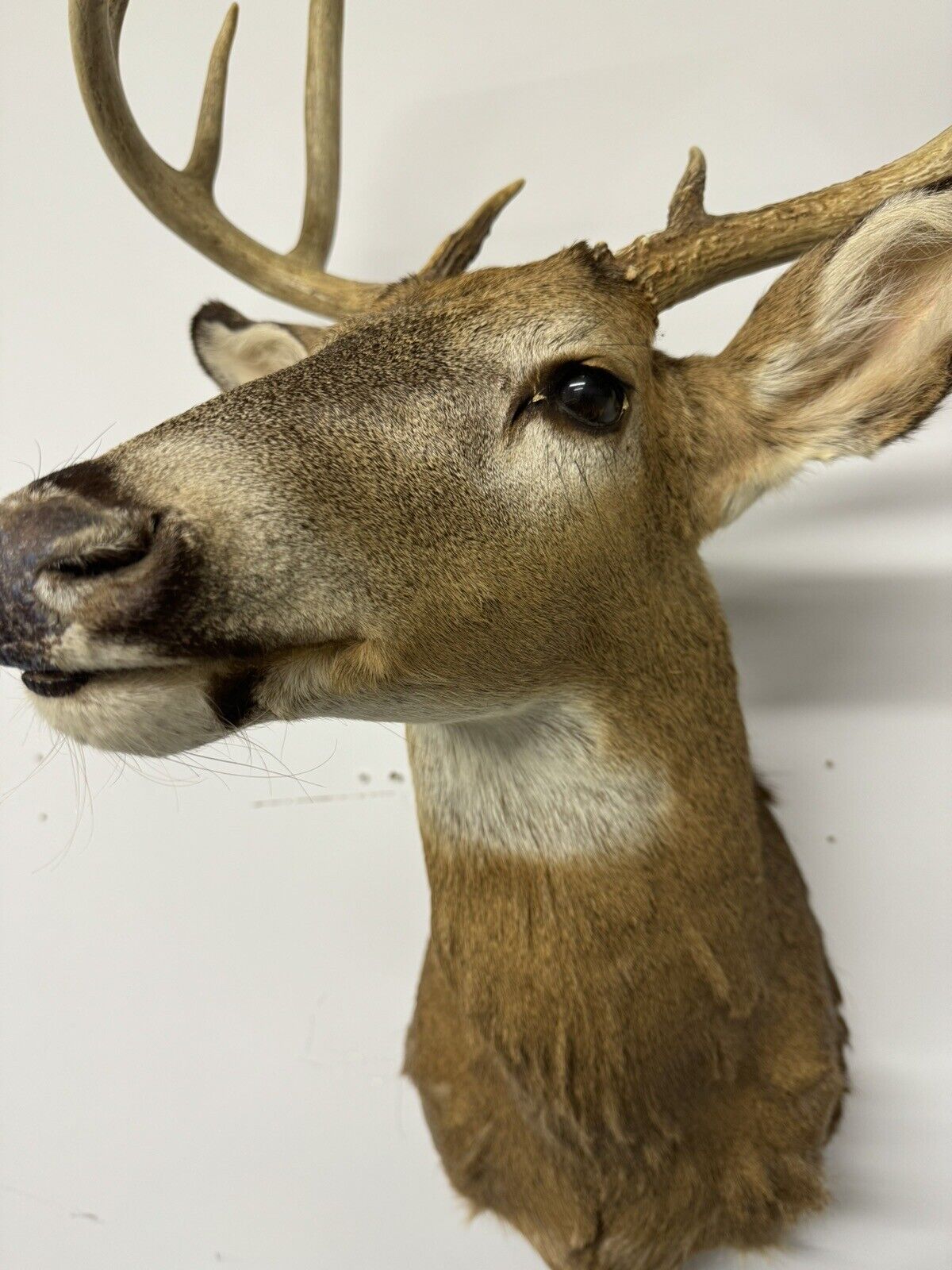 Whitetail Deer Real Antler Deer Taxidermy Mount