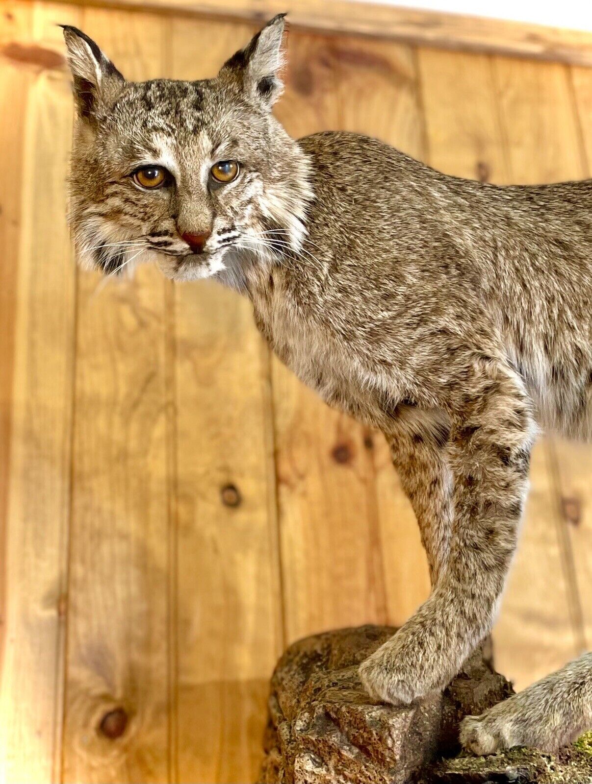 Bobcat Taxidermy Full Body Mount Cabin Camp Man Cave Home Office Den Decor NEW!