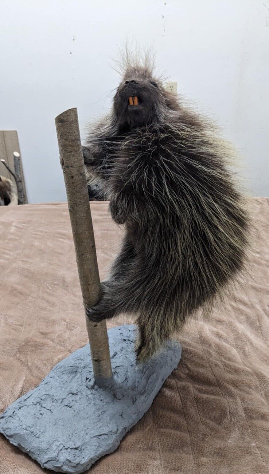 Beautiful Montana Prime Winter Baby Porcupine Taxidermy Mount - PATMONT1