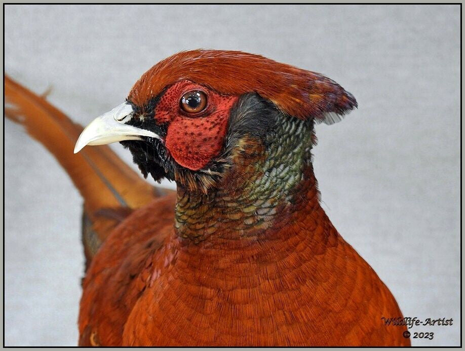 Pheasant Taxidermy Mount Bird Gamebird Feathers Exotic by Wildlife-Artist