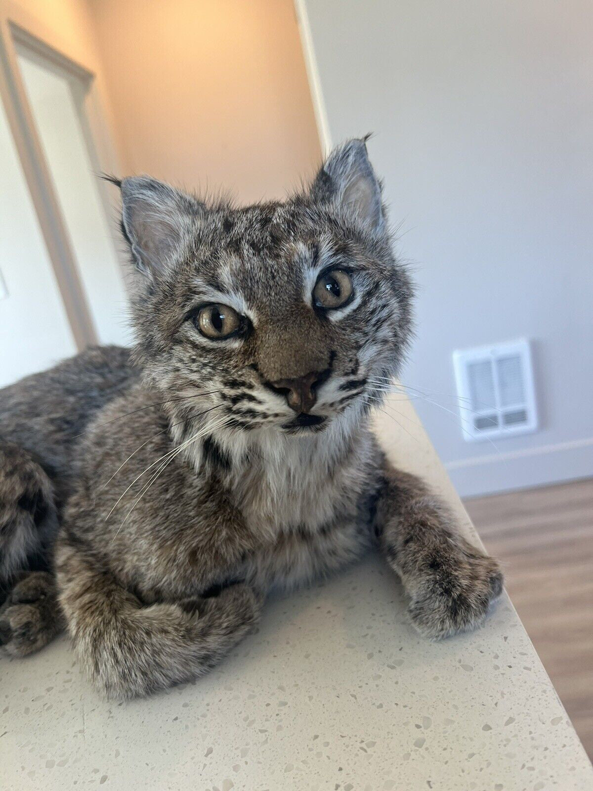 beautiful Juvenile real bobcat taxidermy mount museum quality