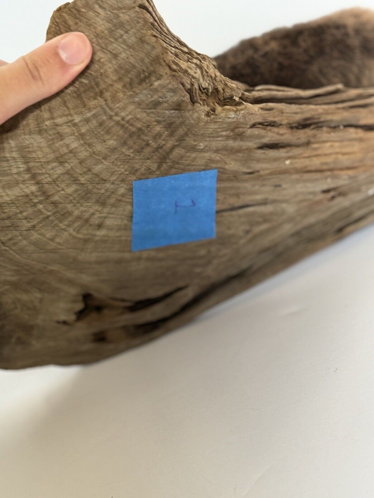 Beautiful Adorable Baby Beaver Kit Taxidermy Mount Art Wildlife #1