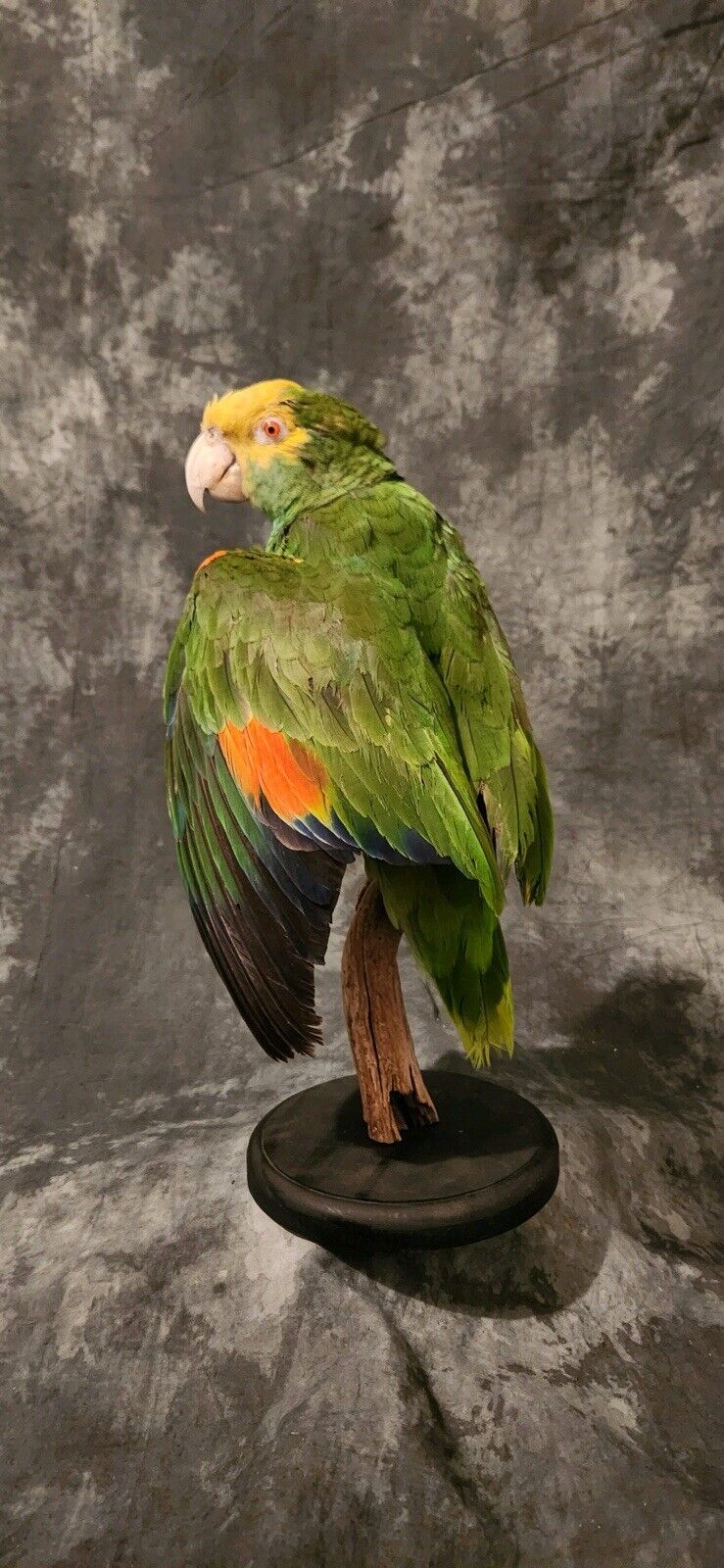 Turquoise Fronted Amazon Parrot Taxidermy Mount