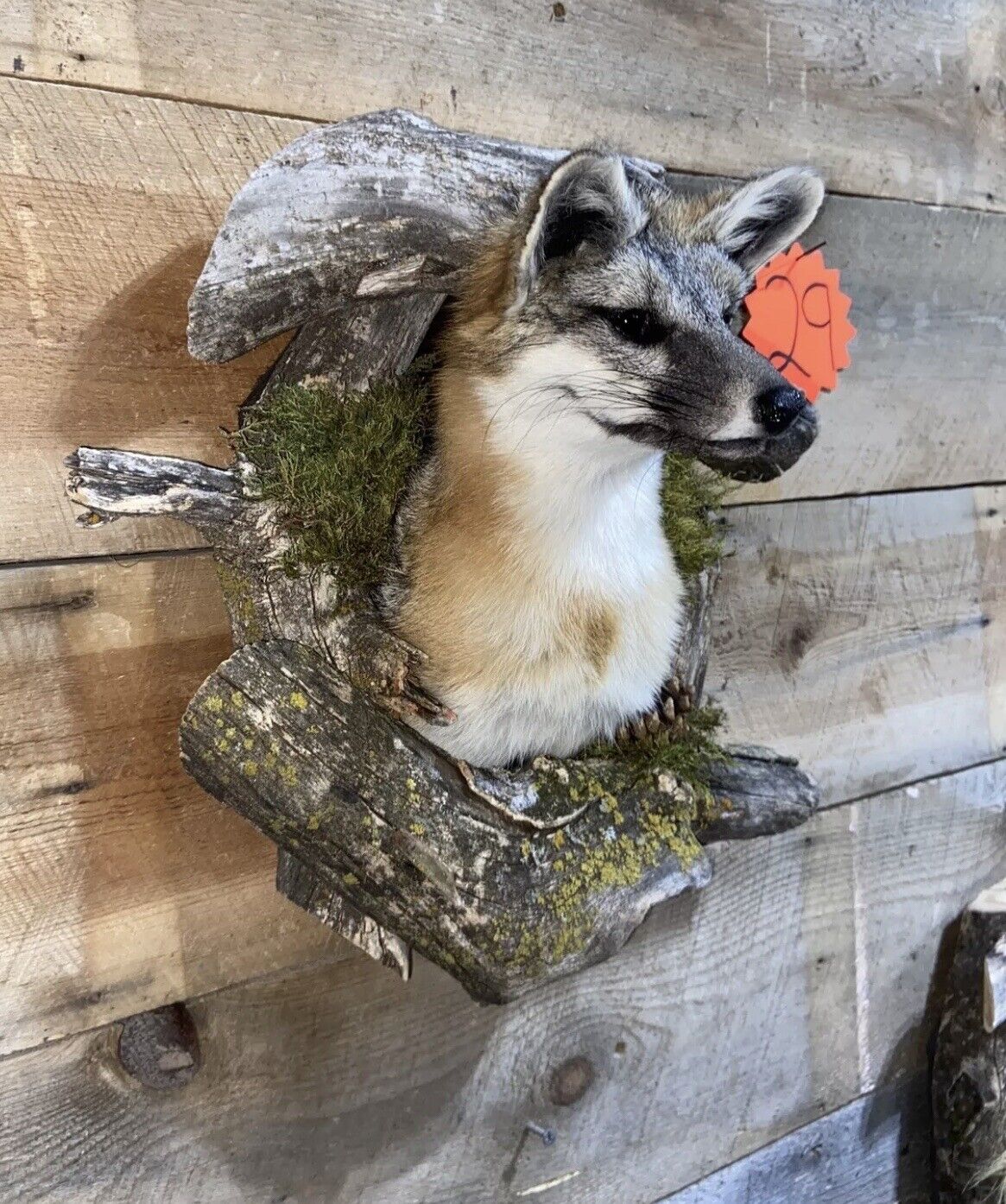 Beautiful Grey Fox Taxidermy Wall Mount In Den