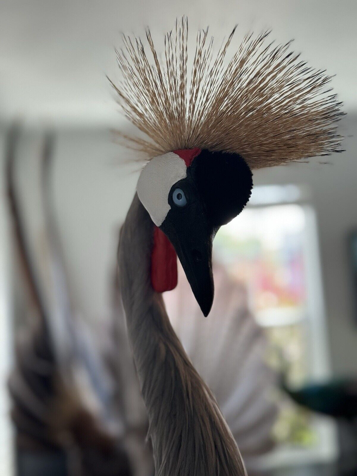 FH159-Museum Quality GREY-CROWNED CRANE TAXIDERMY BIRD MOUNT Beautiful Feathers