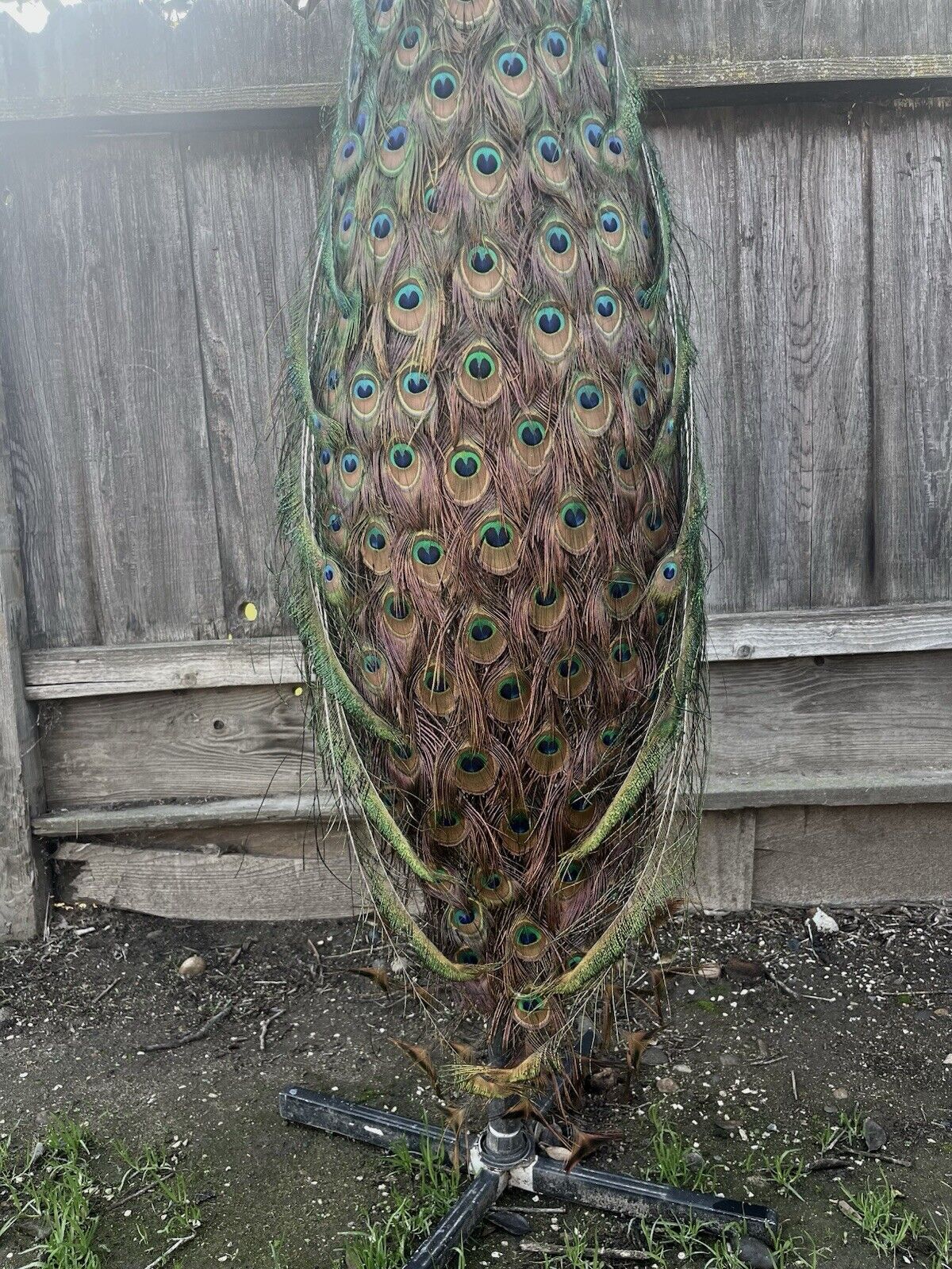 India Blue Real PEACOCK Taxidermy Mount museum quality