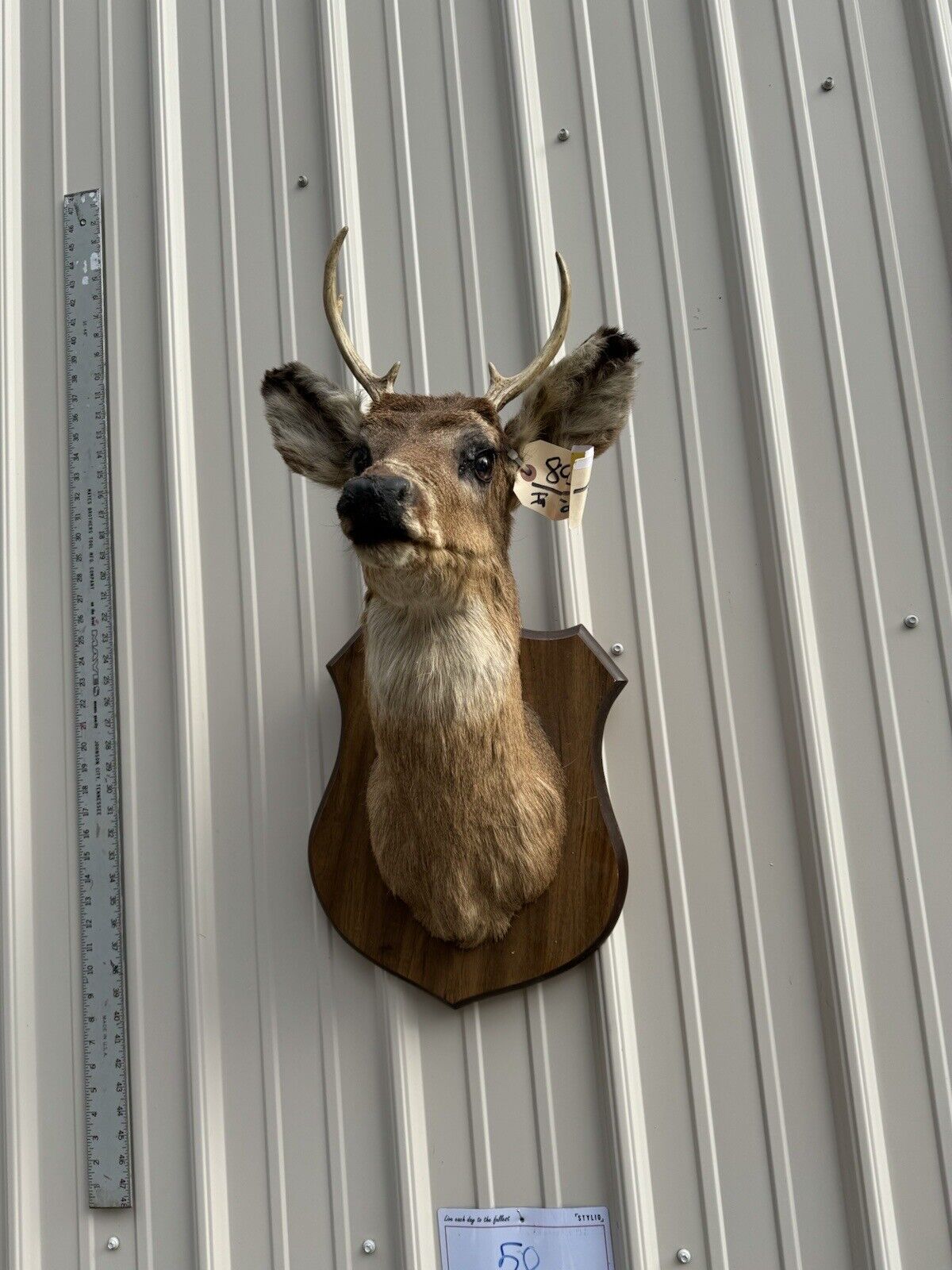 Whitetail Deer Real Antler Deer Taxidermy Mount