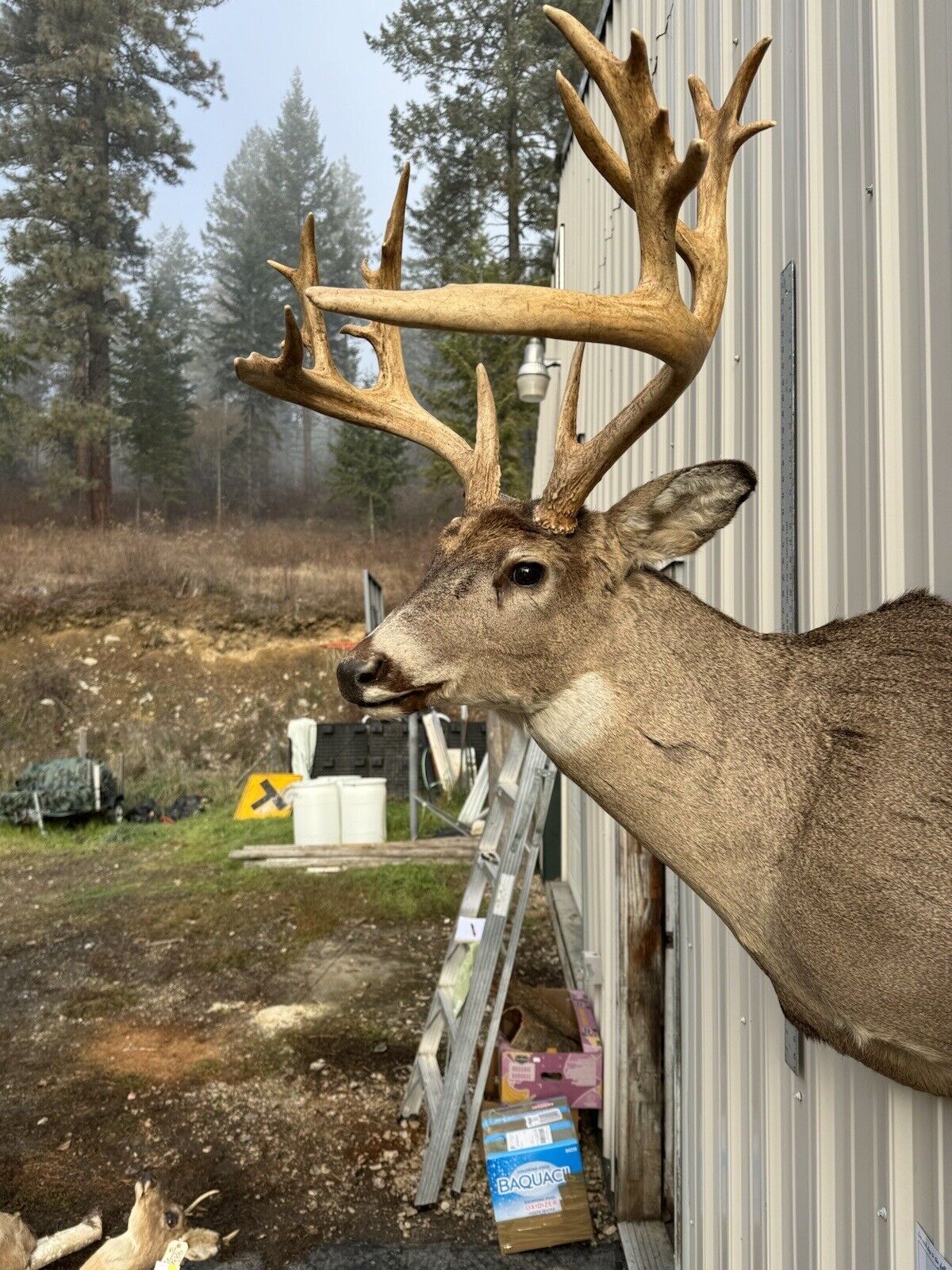 Whitetail Deer Real Antler Deer Taxidermy Mount