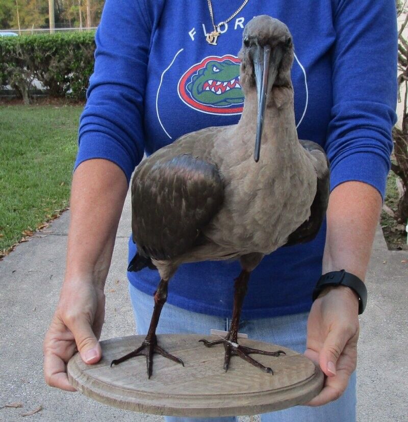 FH191-Real Hadada Ibis (Bostrychia hagedash) full mount with base 15 inches tall