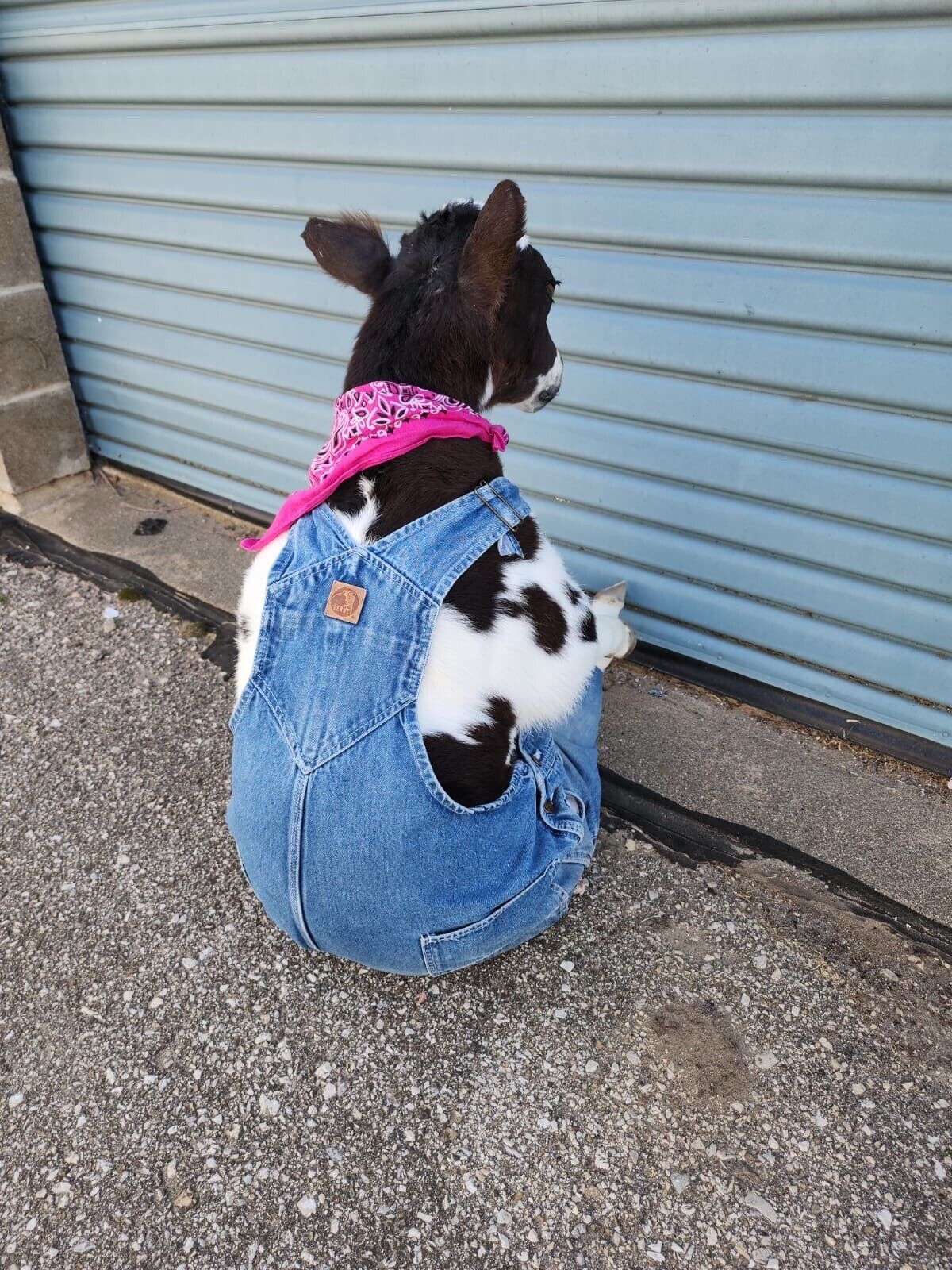 FH142-Baby Calf Taxidermy Mount