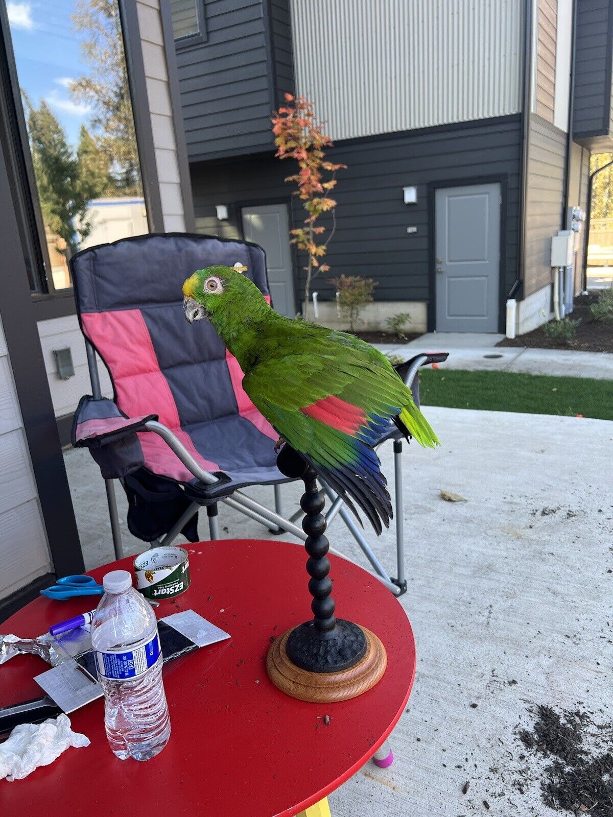 yellow crowned amazon Parrot Taxidermy Mount
