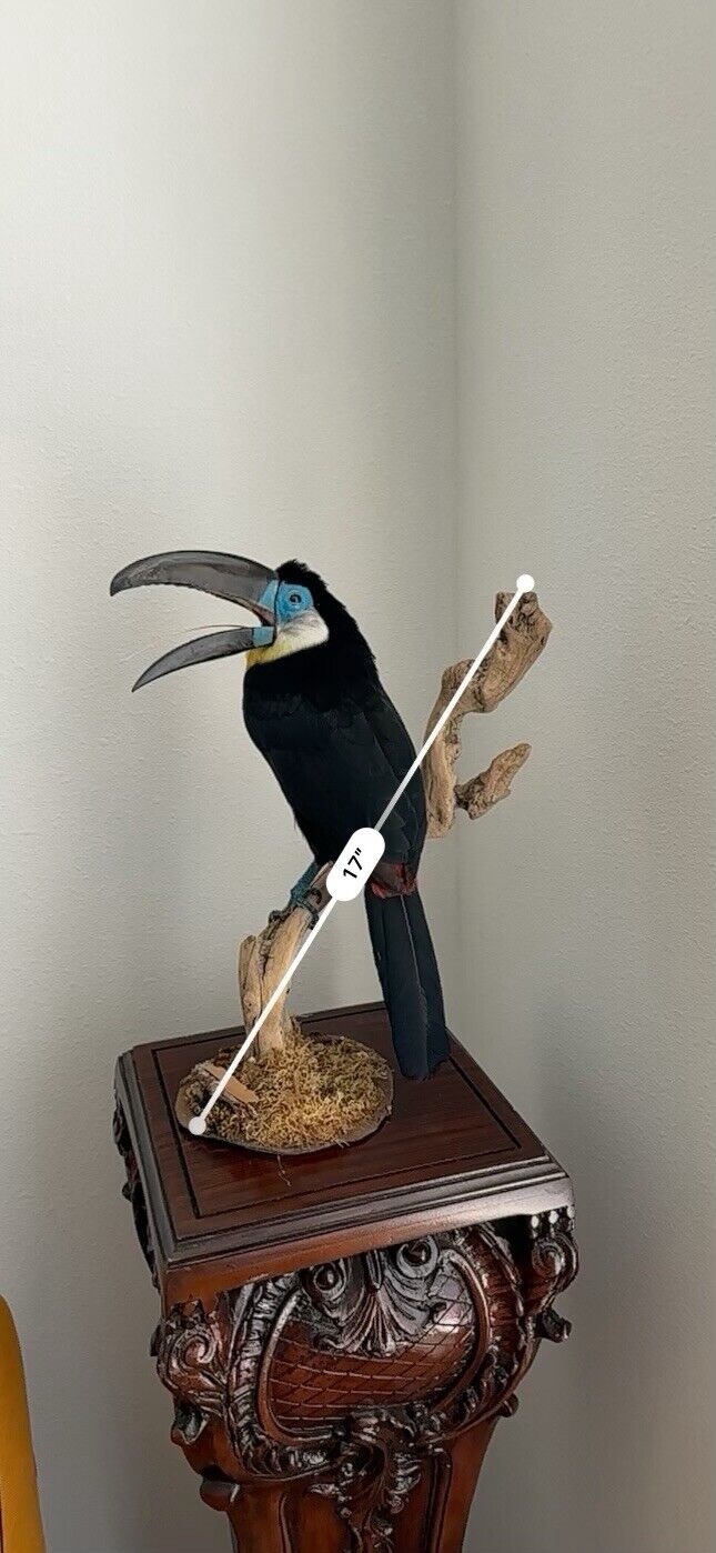 Museum Quality channel-billed toucan (Ramphastos vitellinus) Toc2