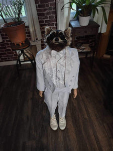 Raccoon Taxidermy Mount (George Cooney) 41” Tall