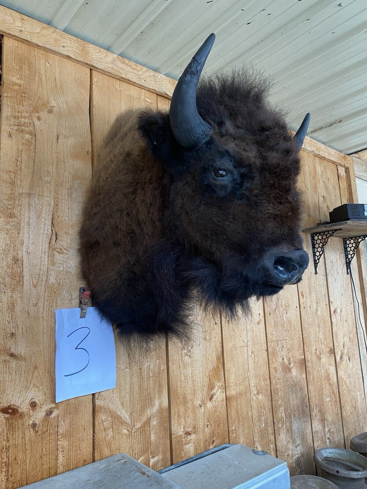 Real Bull Buffalo / Bison Shoulder Taxidermy Mount (you Get Exact One Pictured)