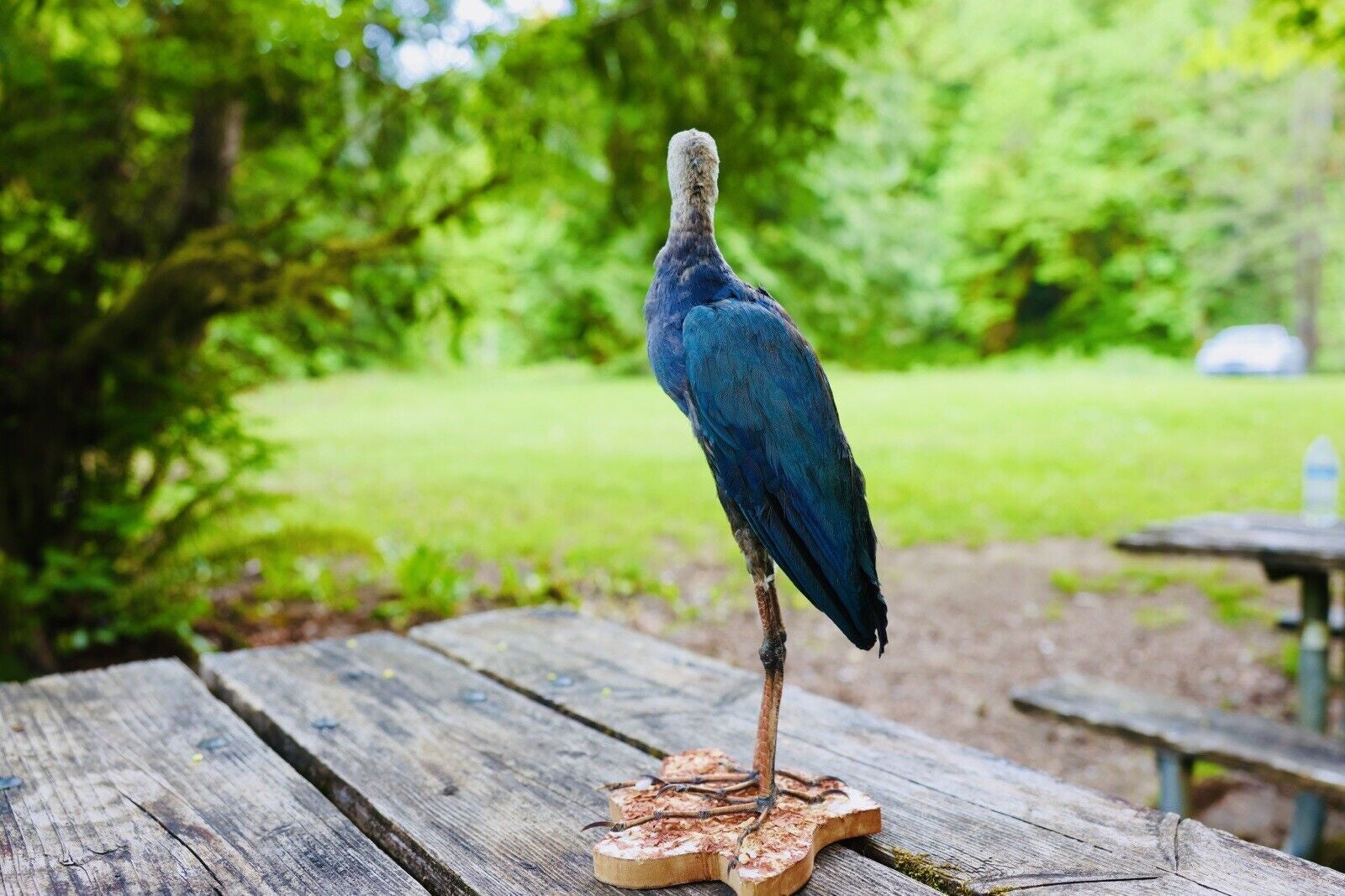 HA47 Grey Headed Swamphen (Porphyrio Poliocephalus) Bird Mount Taxidermy