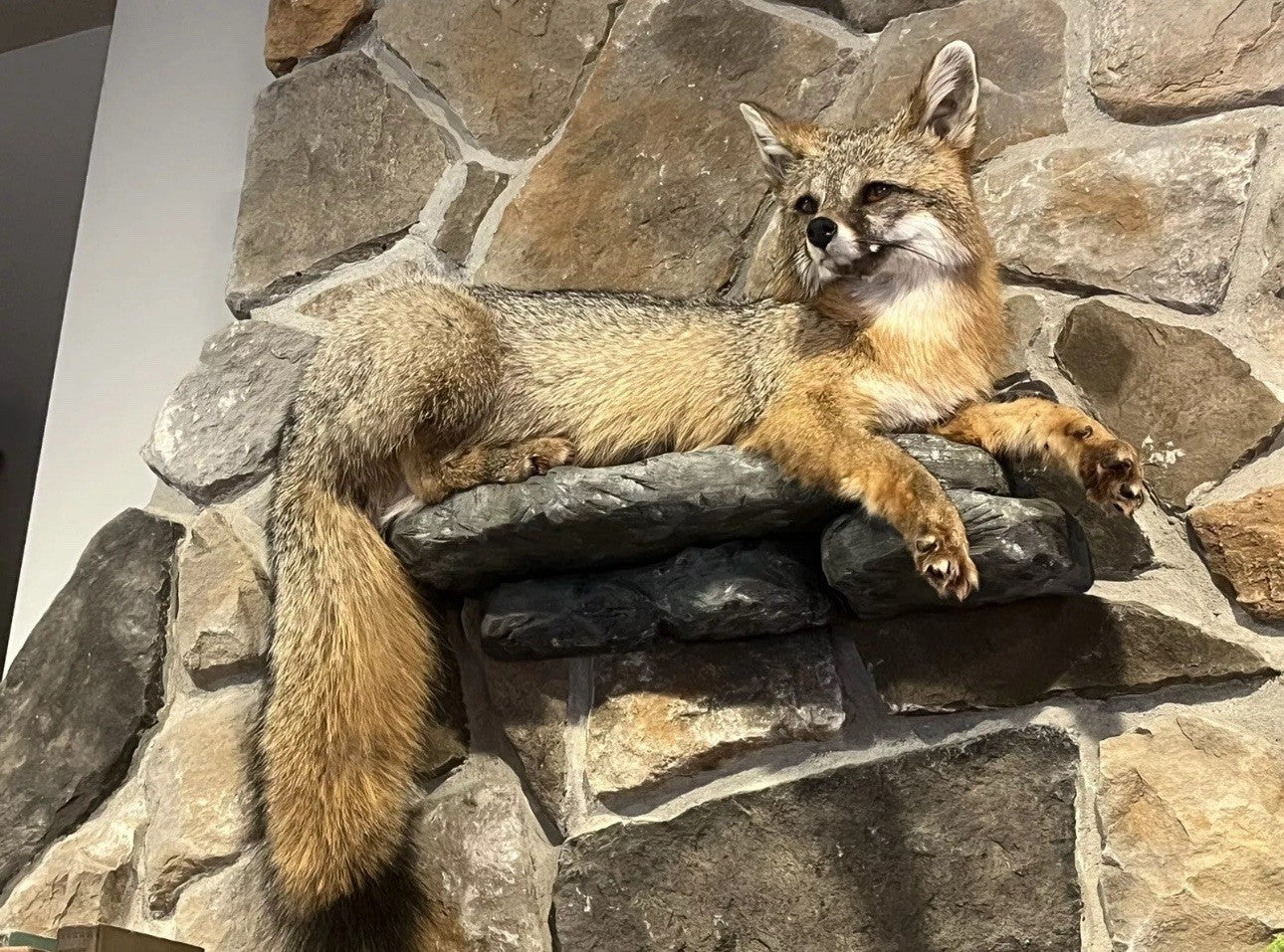 Grey Fox Taxidermy Full Body Mount Cabin Camp Man Cave Home Office Den Decor NEW