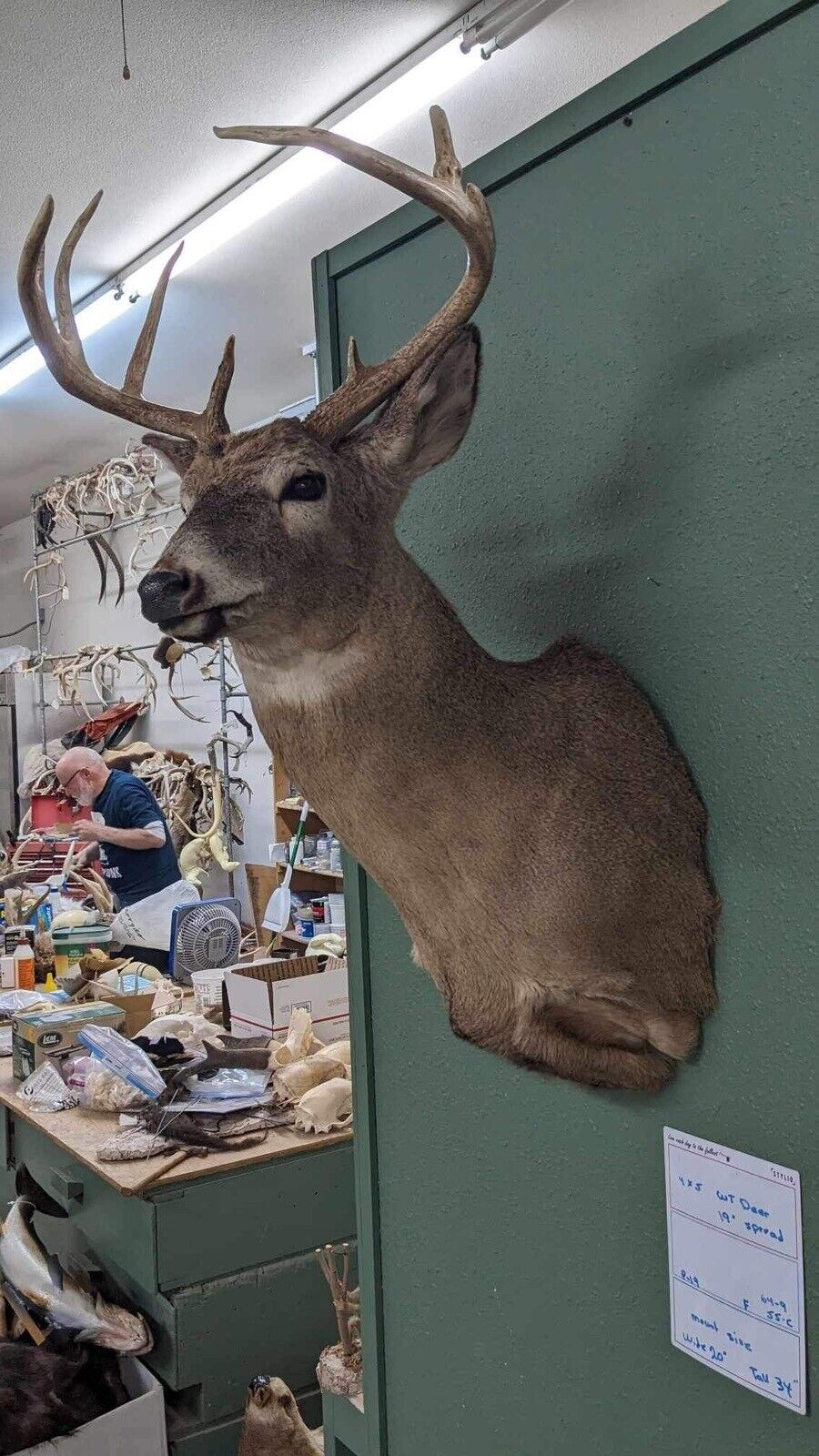 Whitetail Deer Real Antler Deer Taxidermy Mount