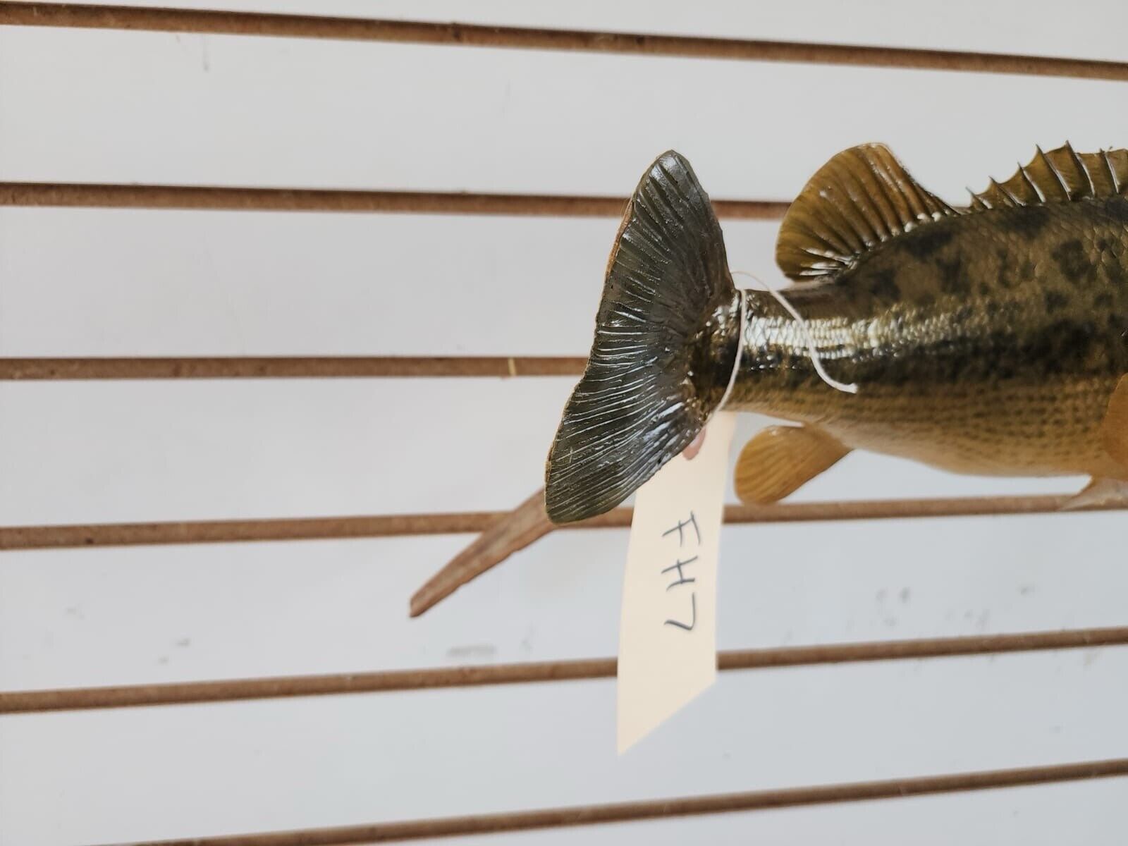 3 bass. 2 bluegill Fish Taxidermy Mount