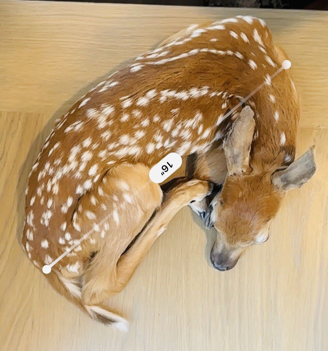 Museum Quality Real Deer Fawn Taxidermy Mount