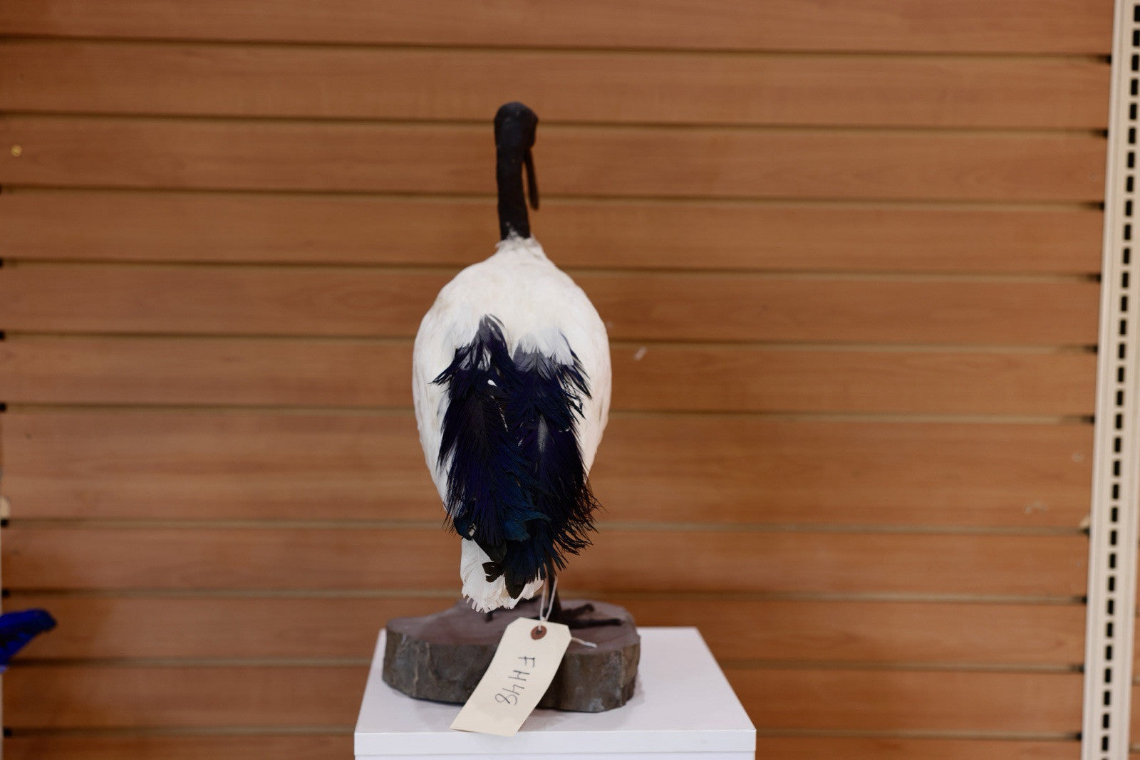 FH106-Museum Quality African Sacred Ibis Taxidermy Mount