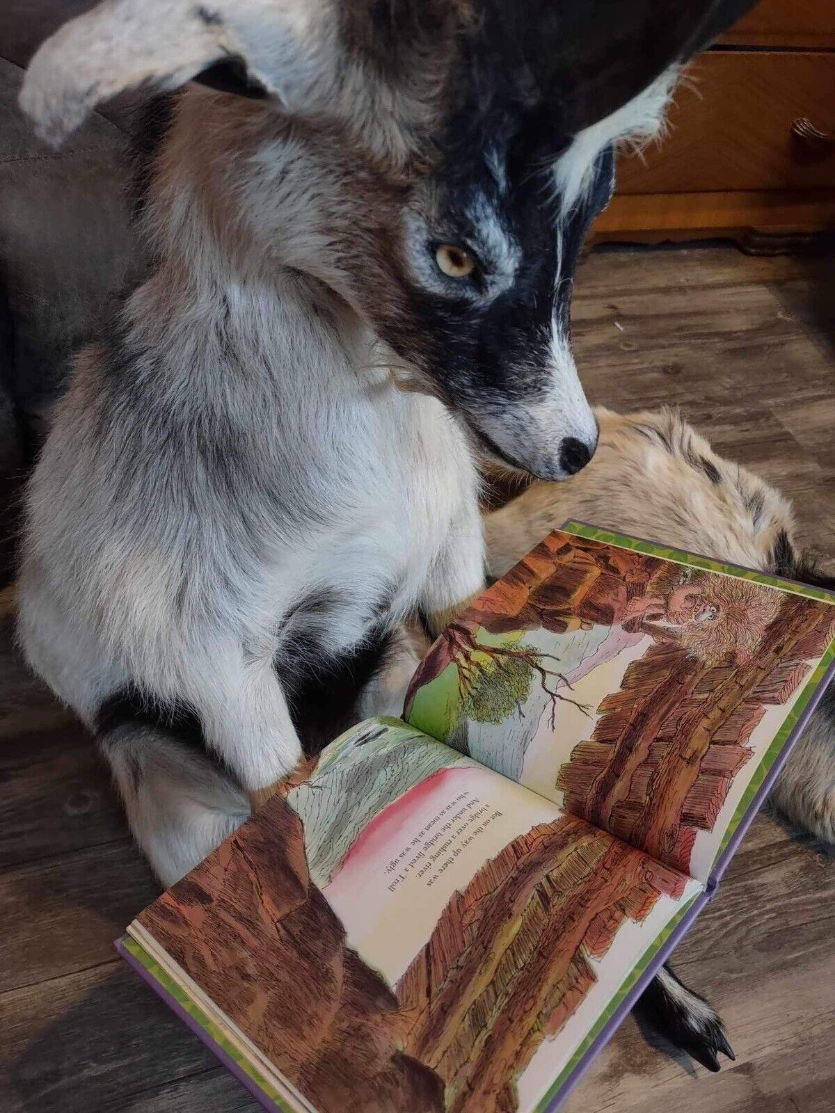 Real Beautiful Billy Goat Taxidermy Mount