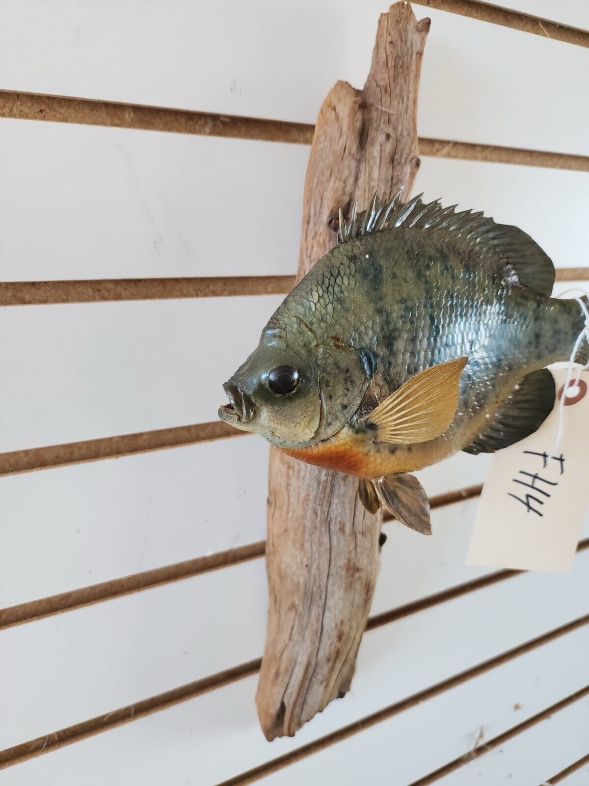 3 bass. 2 bluegill Fish Taxidermy Mount