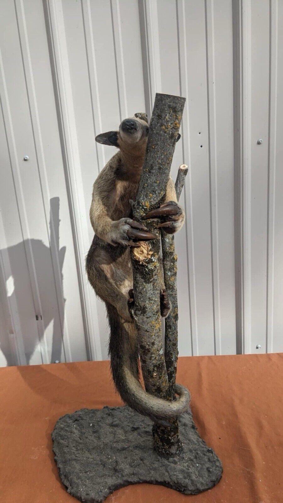Tamandua / Ant Eater Full Body Mount Taxidermy