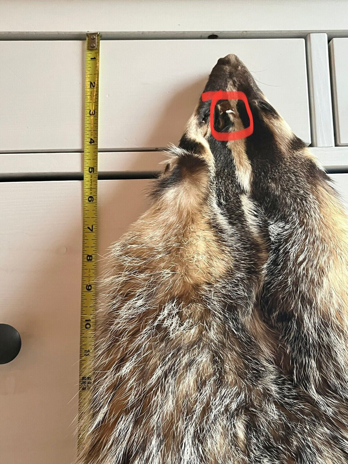 tanned fluffy badger pelt taxidermy vintage fur feet claws skin