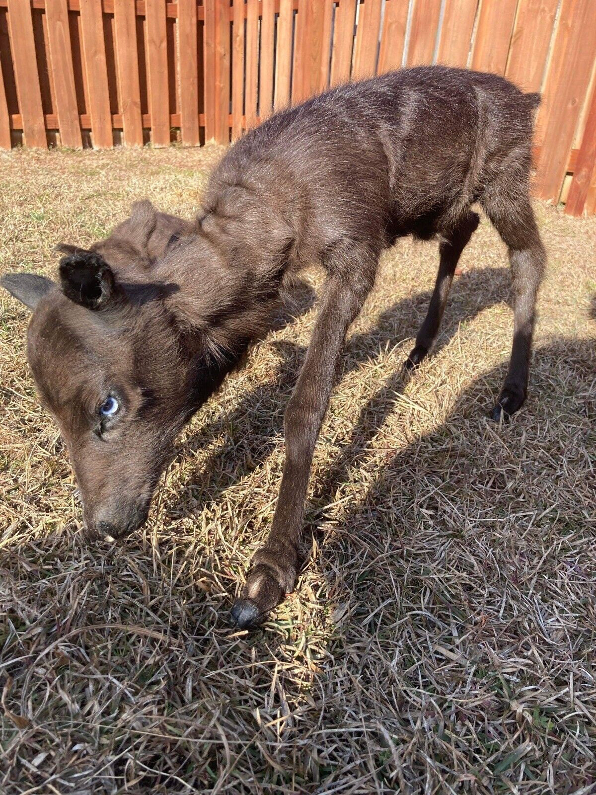 FH180-Rare Real Baby Caribou Taxidermy Soft Mount - Posable