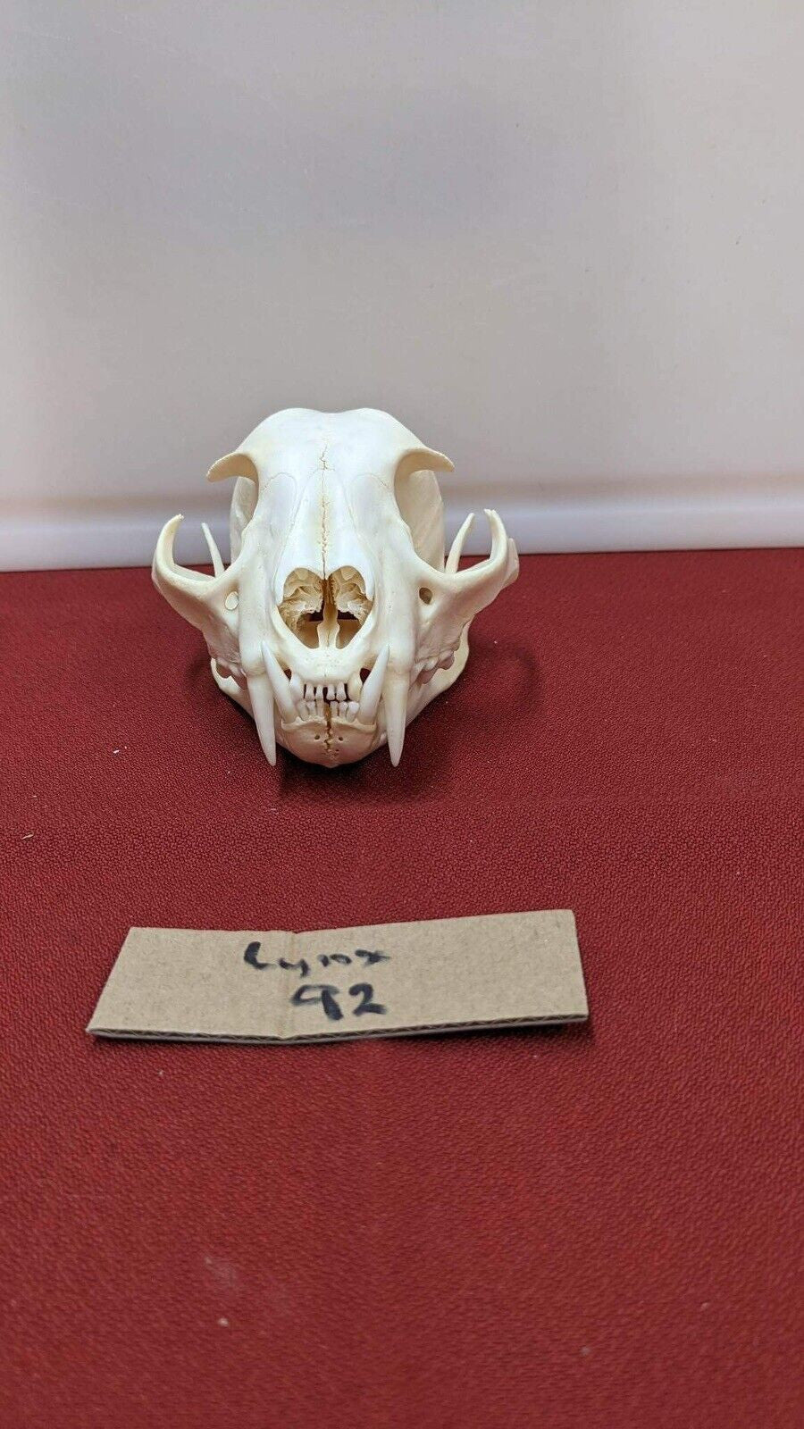 Real XL Alaskan Lynx Skull Animal Mounts Christmas Gifts Man Cave Decor Craft